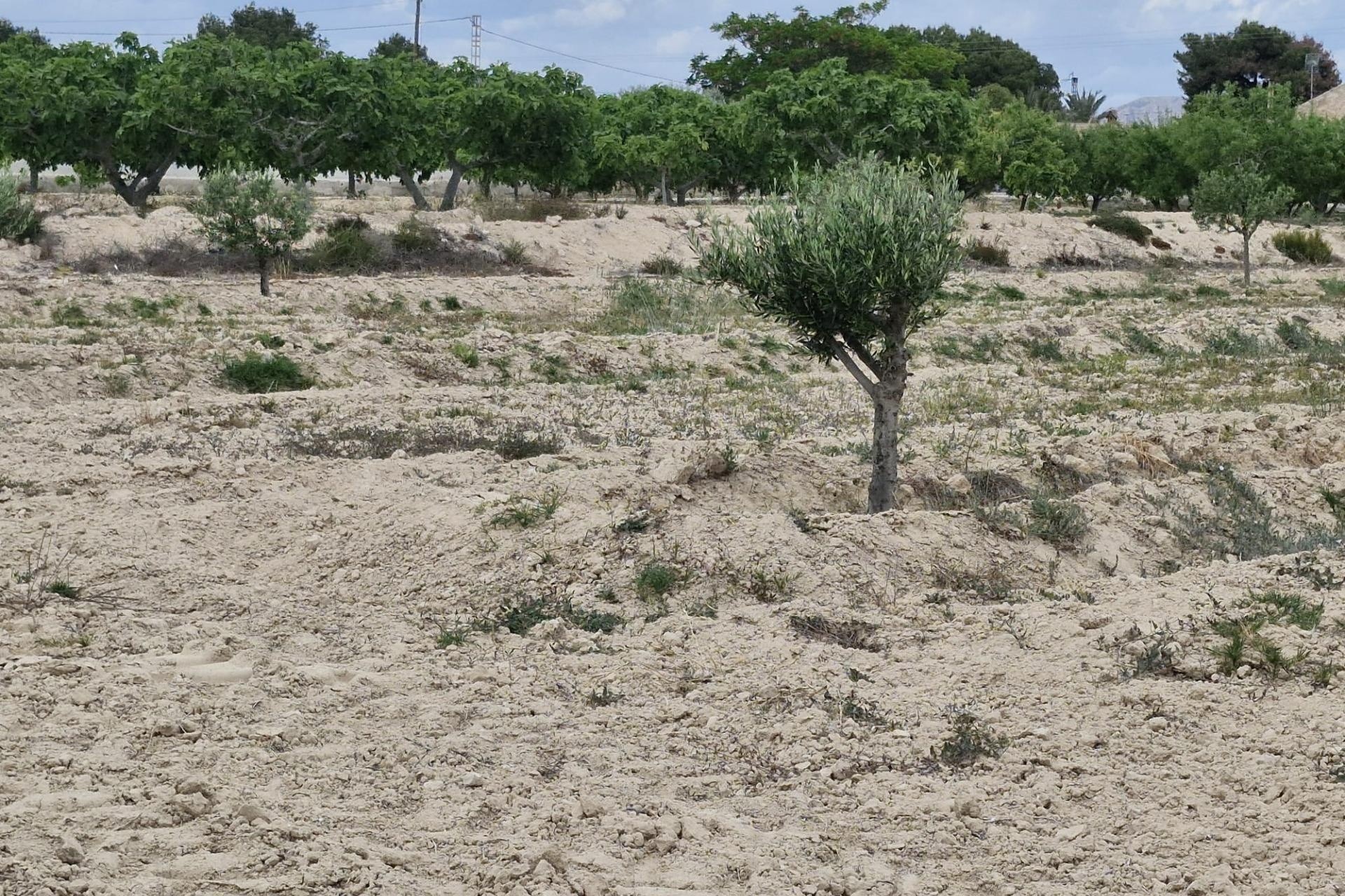 Herverkoop - Finca Landelijk pand -
Elche
