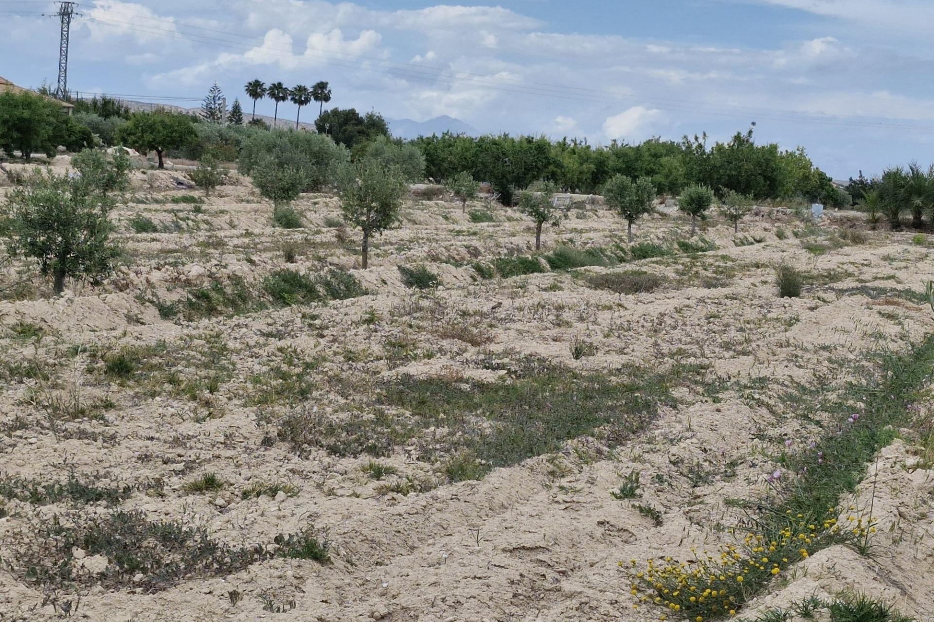 Herverkoop - Finca Landelijk pand -
Elche