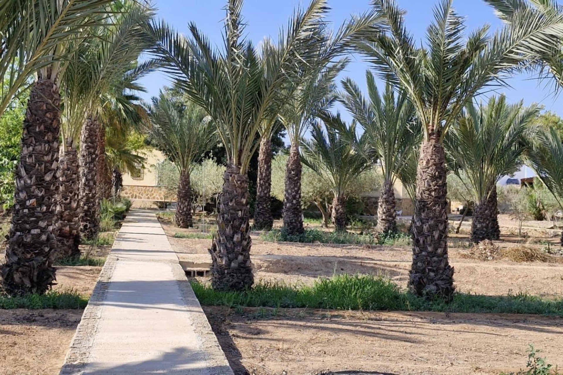 Herverkoop - Finca Landelijk pand -
Elche