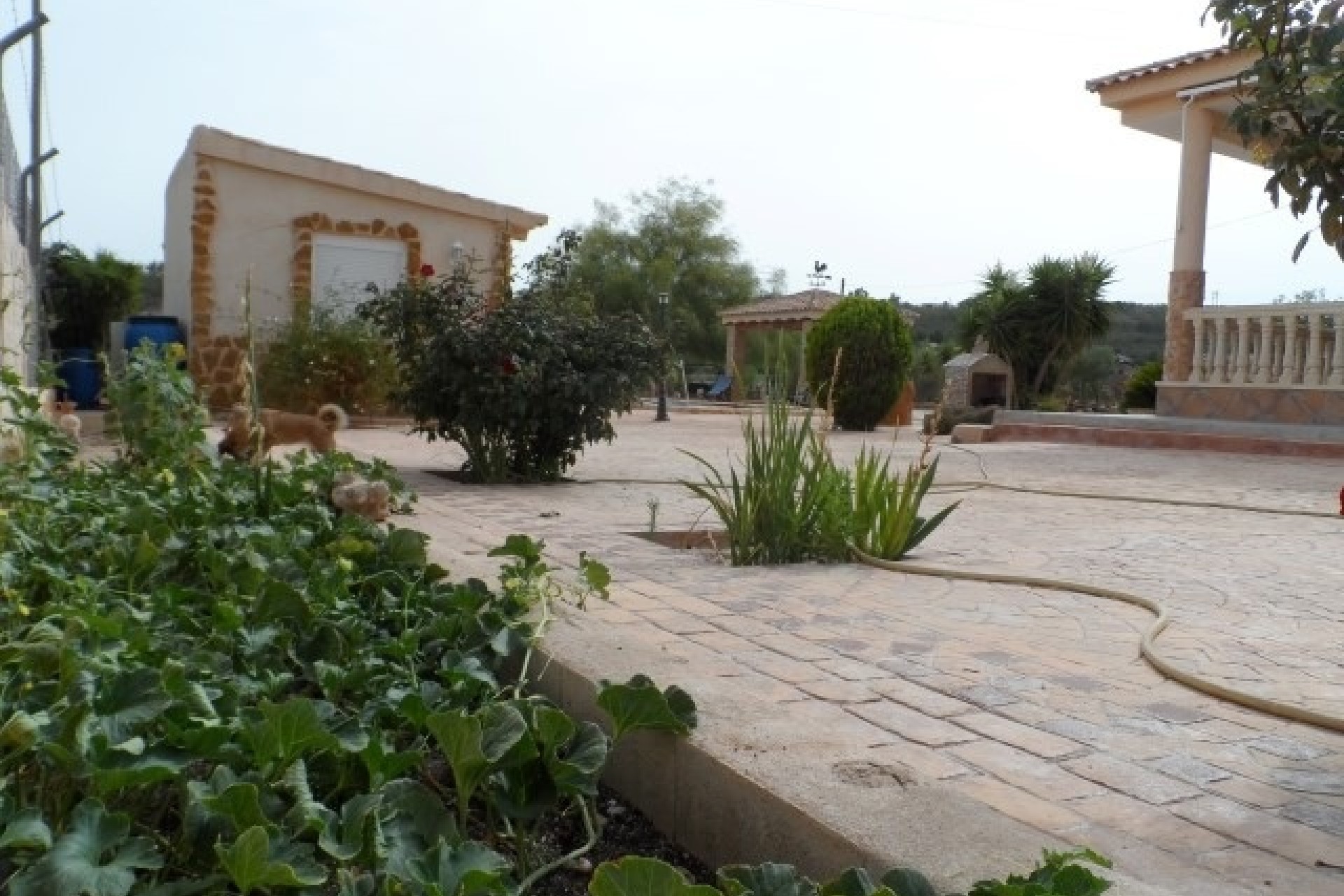 Herverkoop - Finca Landelijk pand -
Elche