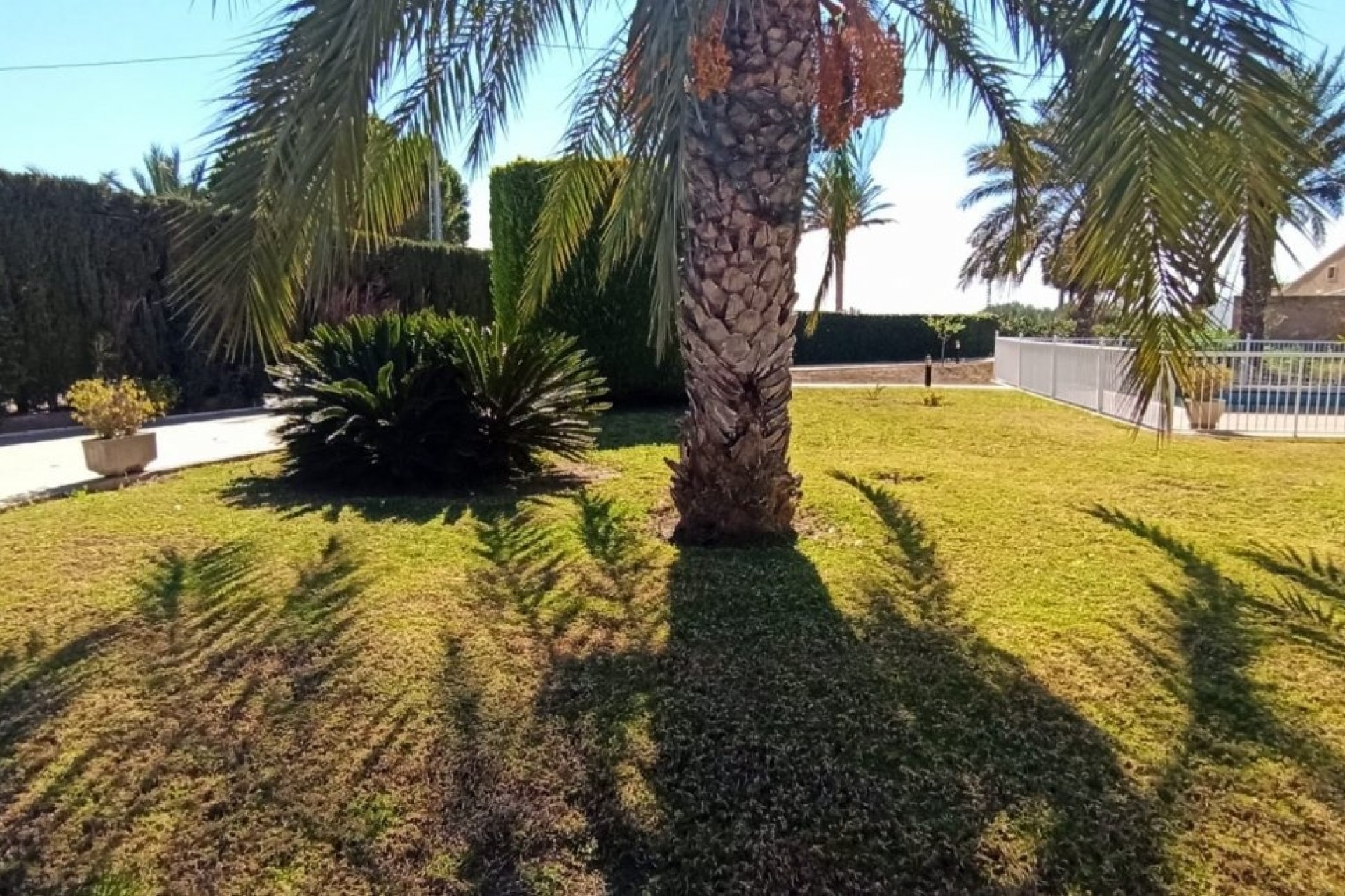 Herverkoop - Finca Landelijk pand -
Elche