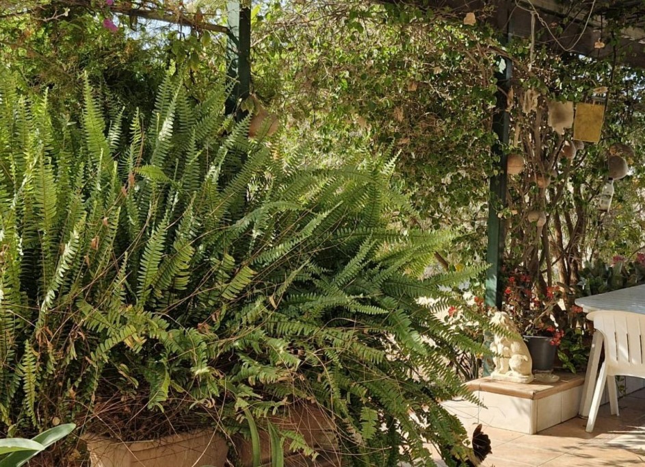 Herverkoop - Finca Landelijk pand -
Elche