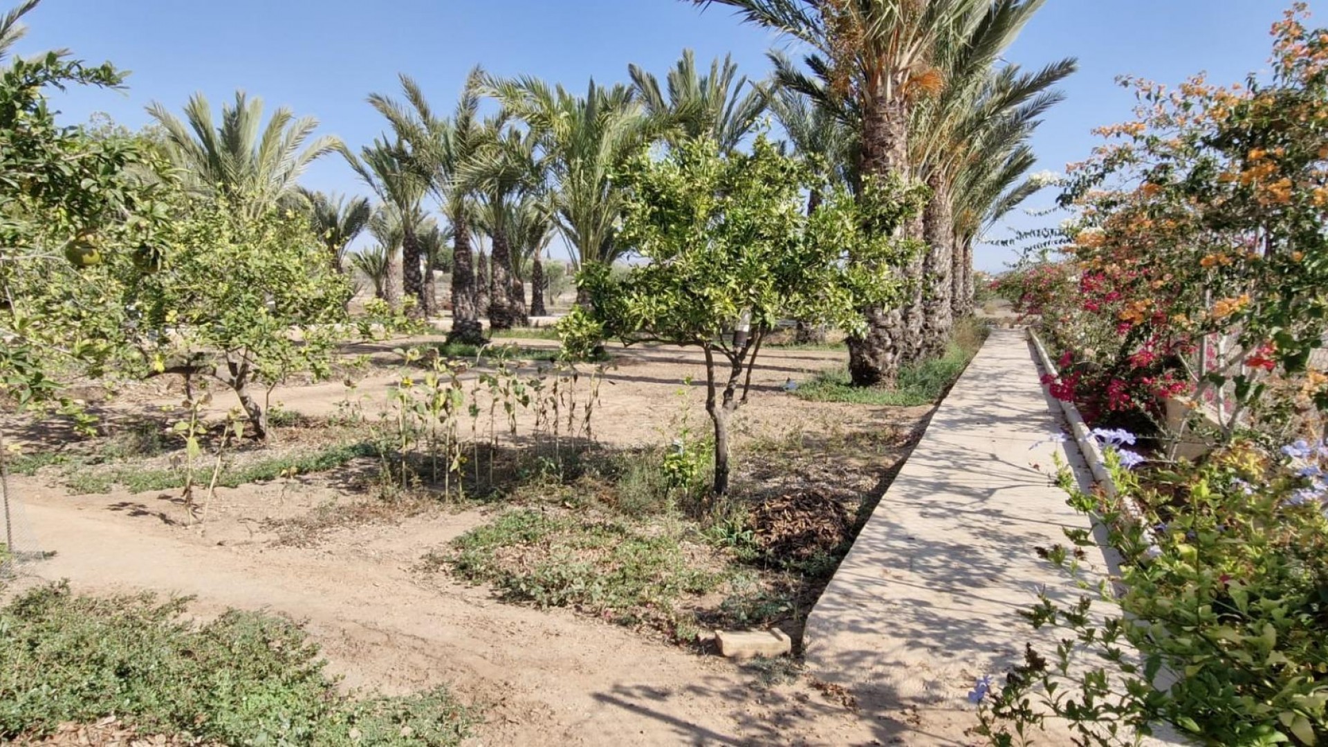 Herverkoop - Finca Landelijk pand -
Elche