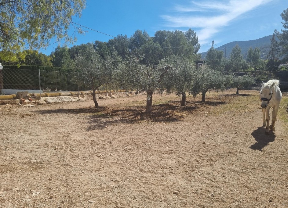 Herverkoop - Finca Landelijk pand -
Hondón de las Nieves