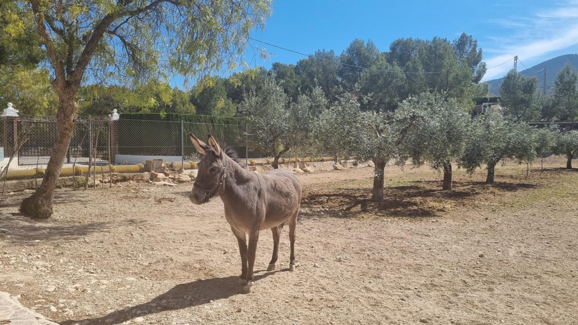 Herverkoop - Finca Landelijk pand -
Hondón de las Nieves