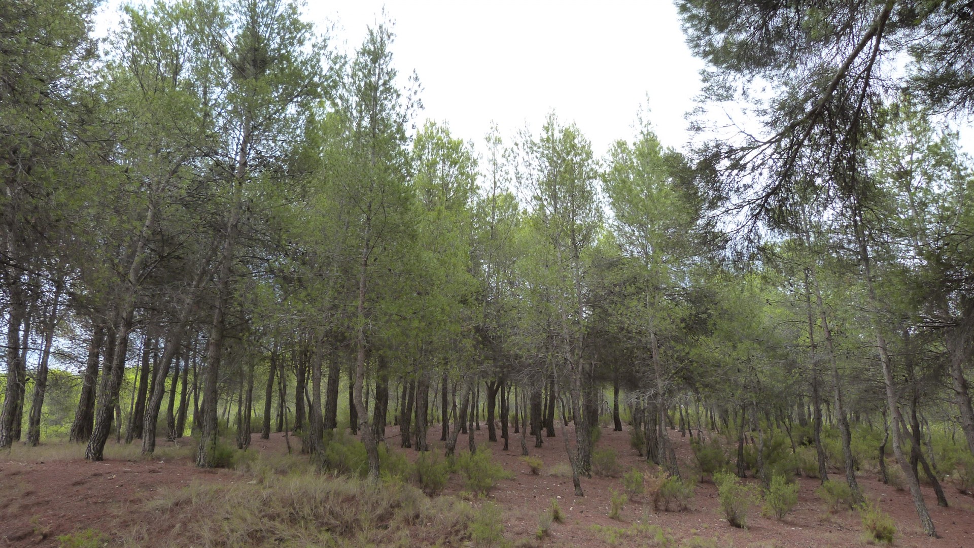 Herverkoop - Finca Landelijk pand -
Ibi - Ibi - Country