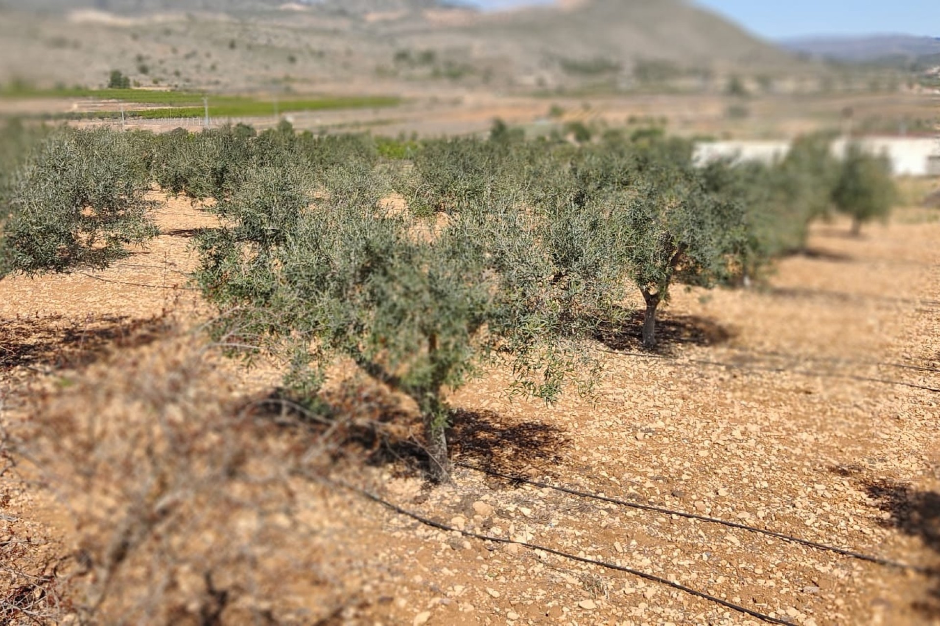 Herverkoop - Finca Landelijk pand -
La Romana