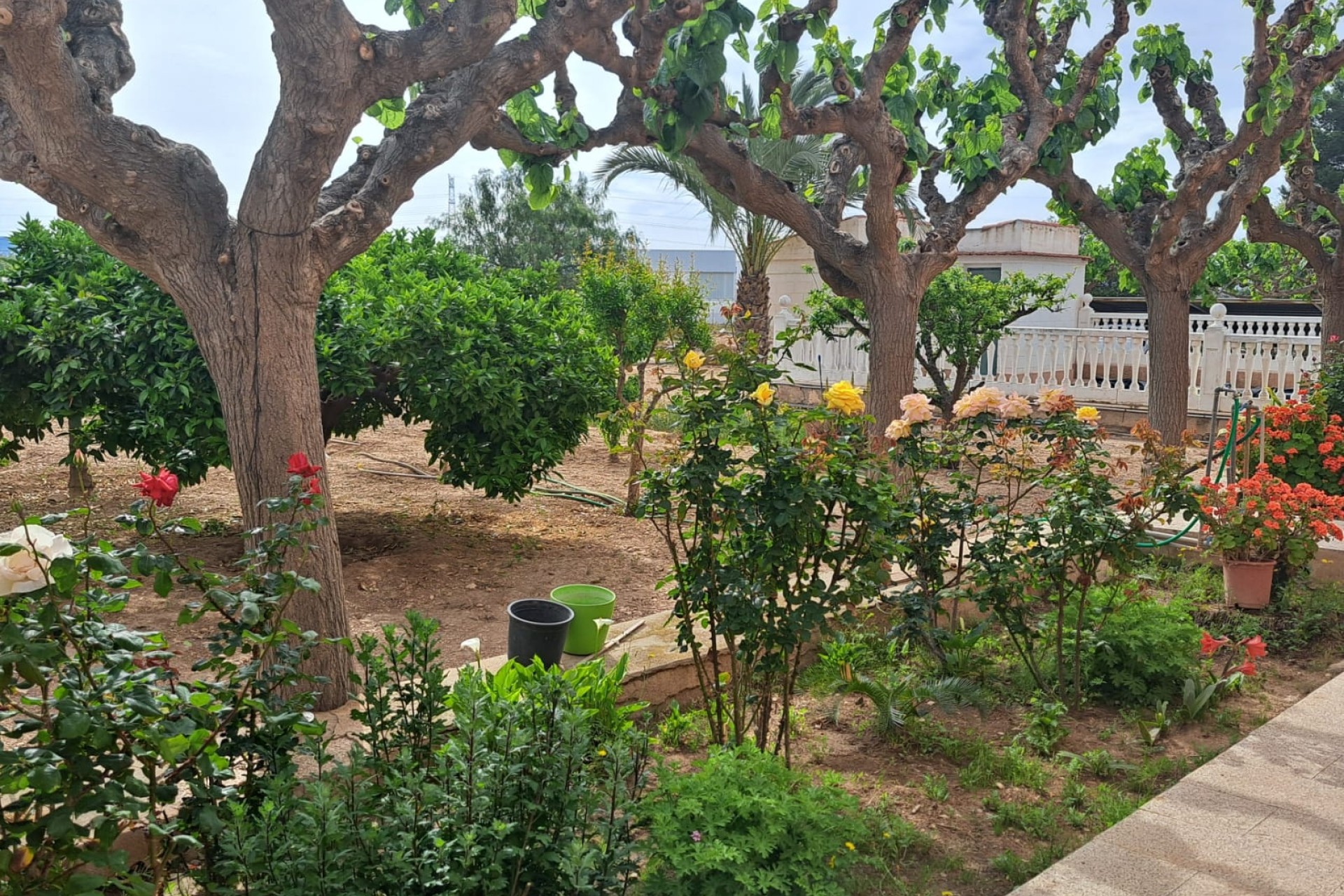 Herverkoop - Finca Landelijk pand -
Novelda