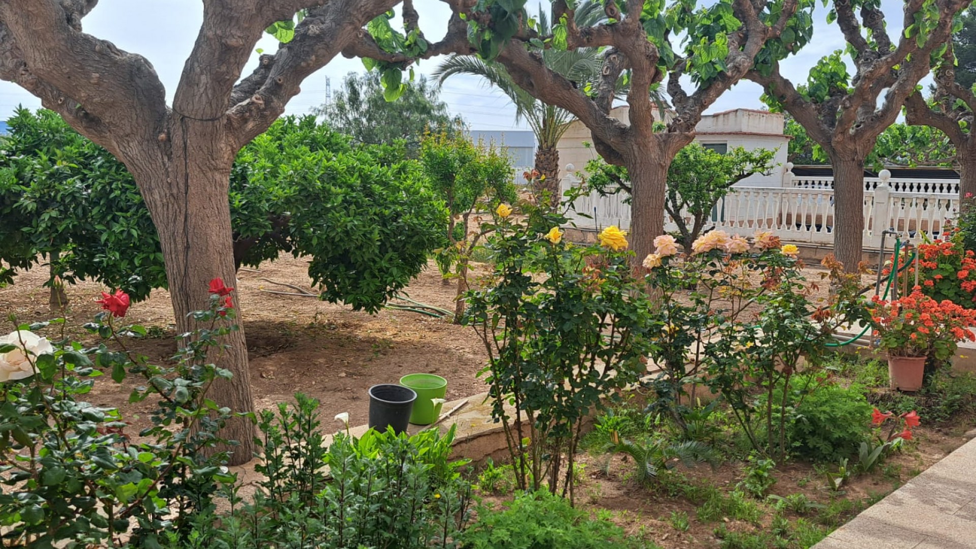 Herverkoop - Finca Landelijk pand -
Novelda