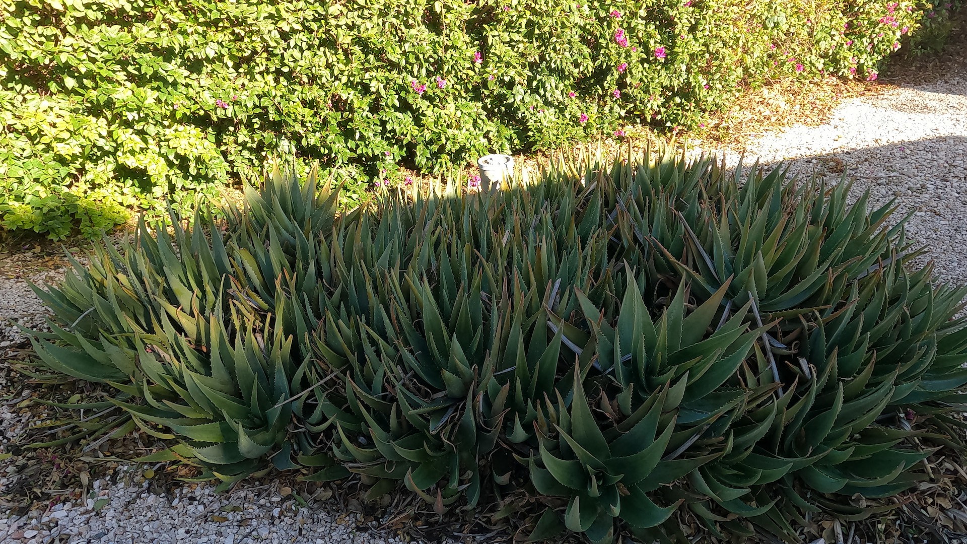 Herverkoop - Finca Landelijk pand -
Orihuela