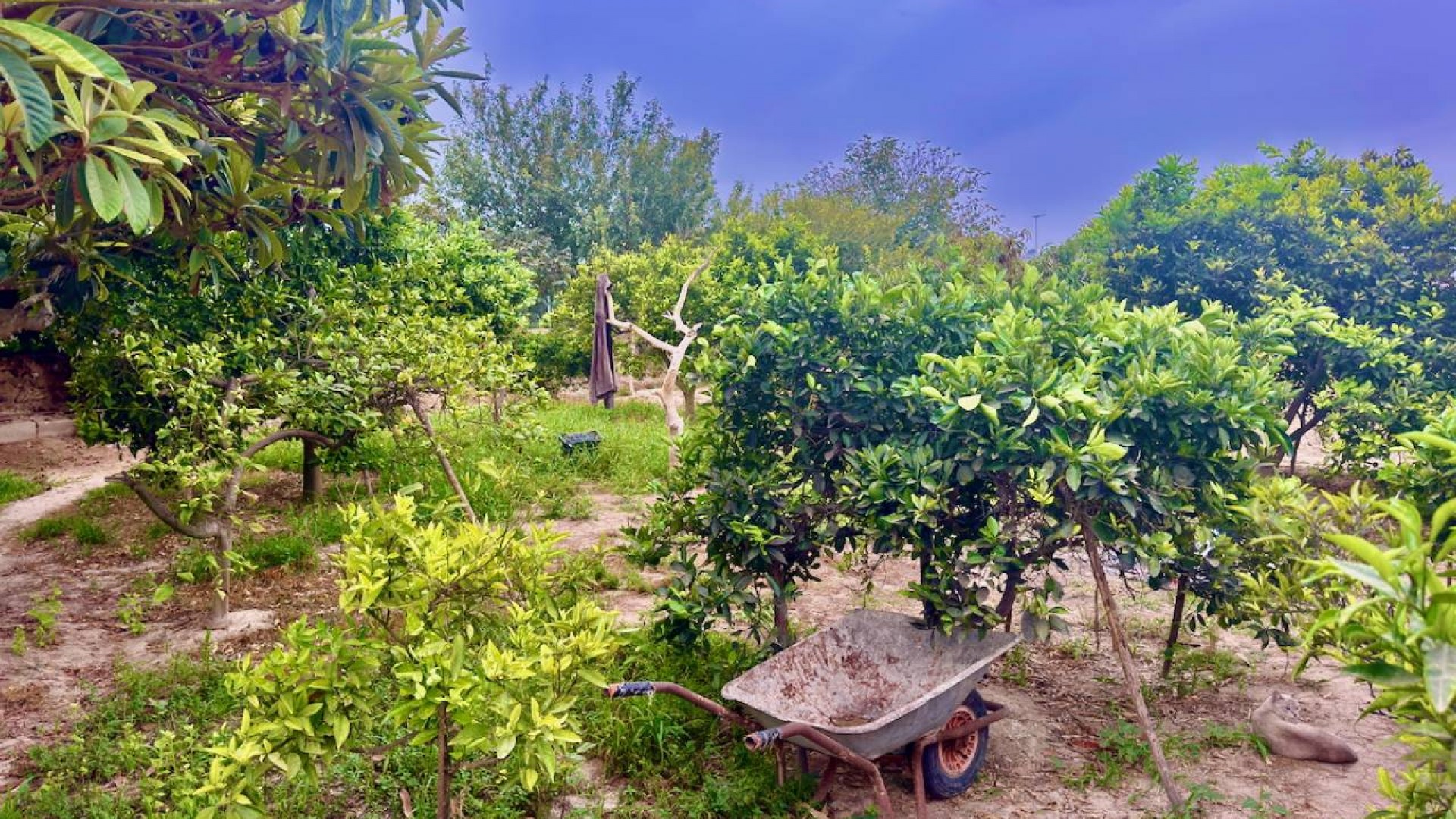 Herverkoop - Finca Landelijk pand -
Rojales - Cuidad Quesada