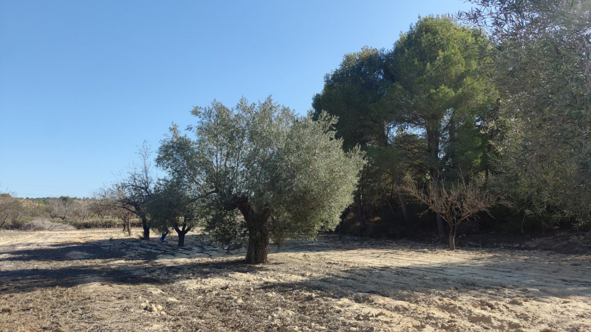 Herverkoop - Finca Landelijk pand -
Torremendo