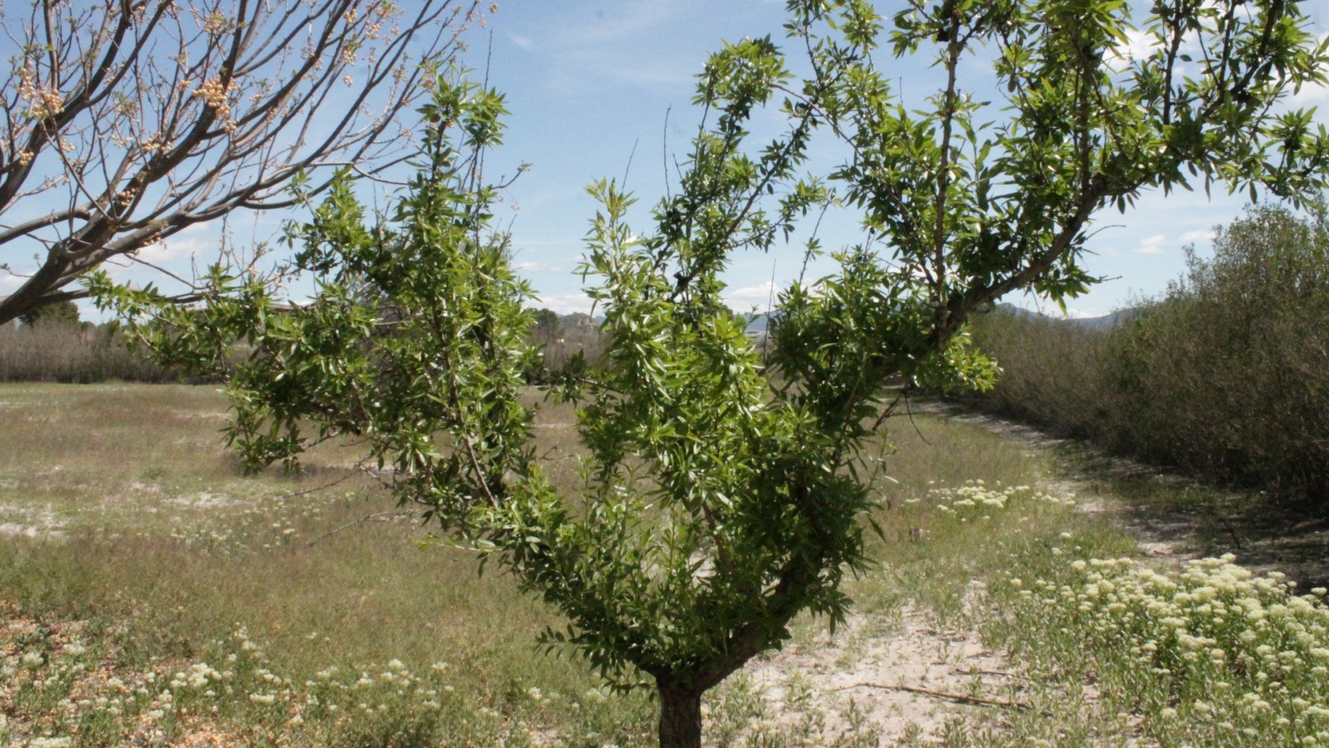 Herverkoop - Finca Landelijk pand -
Villena - Villena Alicante