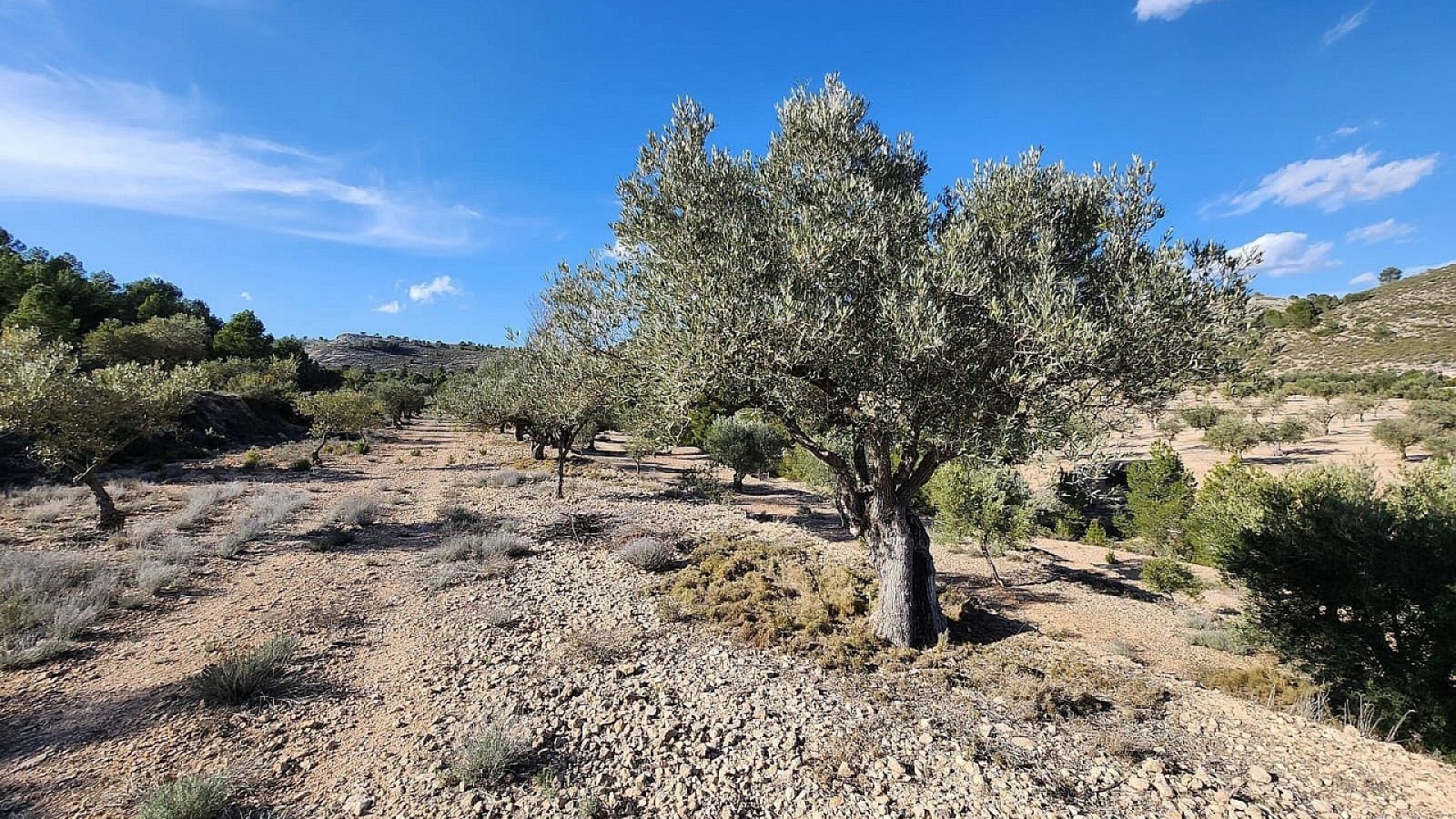 Herverkoop - Finca Landelijk pand -
Villena