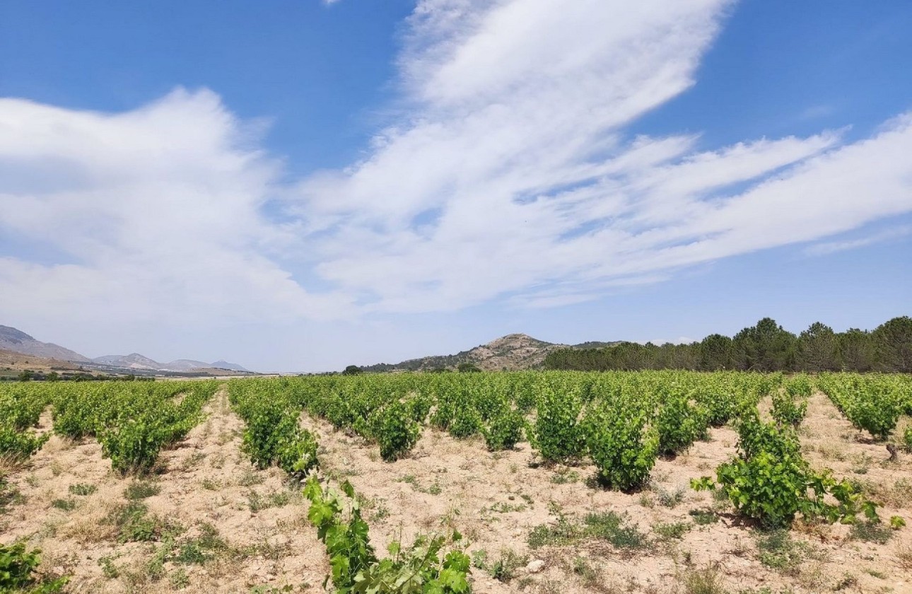 Herverkoop - Finca Landelijk pand -
Yecla