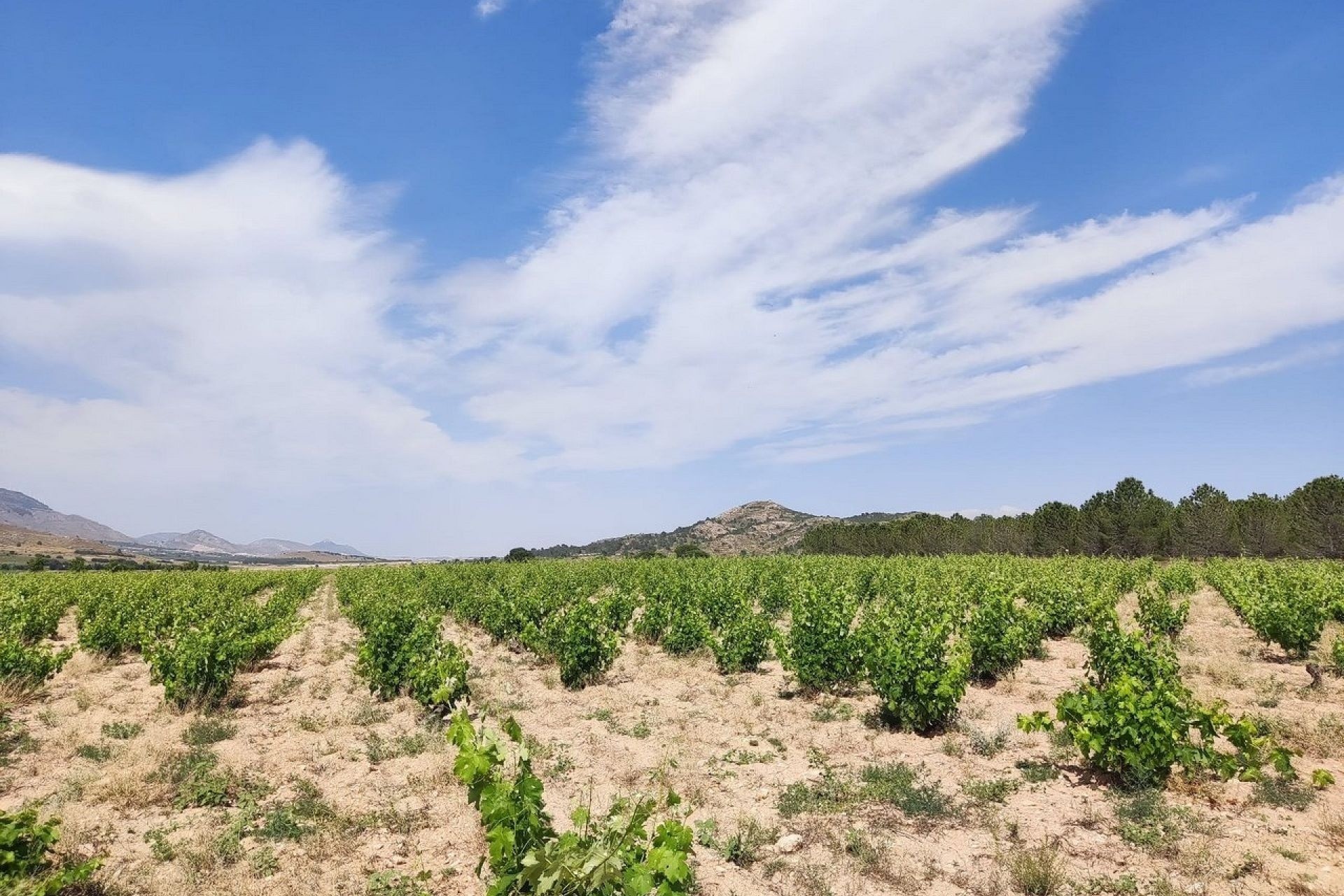 Herverkoop - Finca Landelijk pand -
Yecla