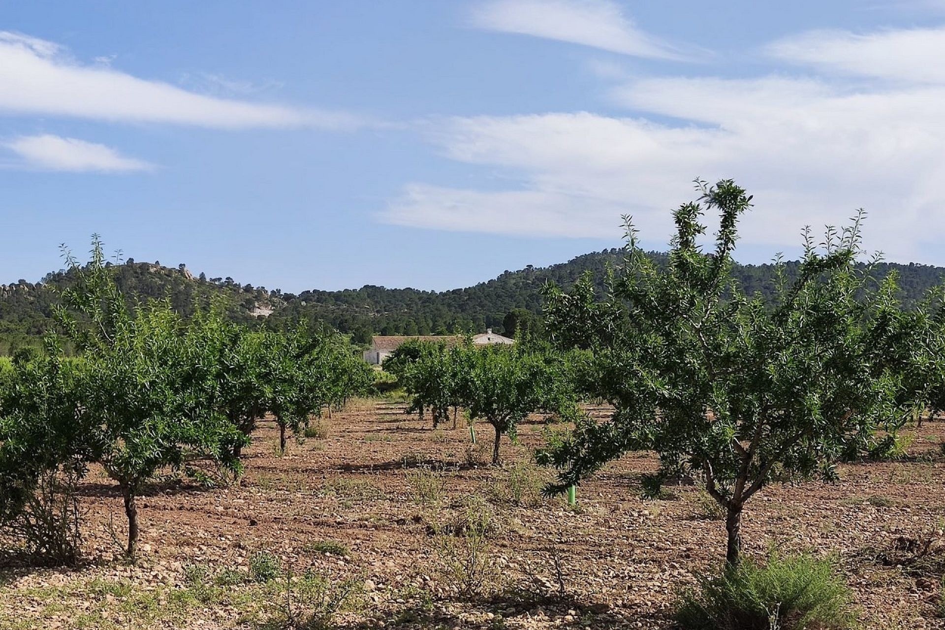 Herverkoop - Finca Landelijk pand -
Yecla