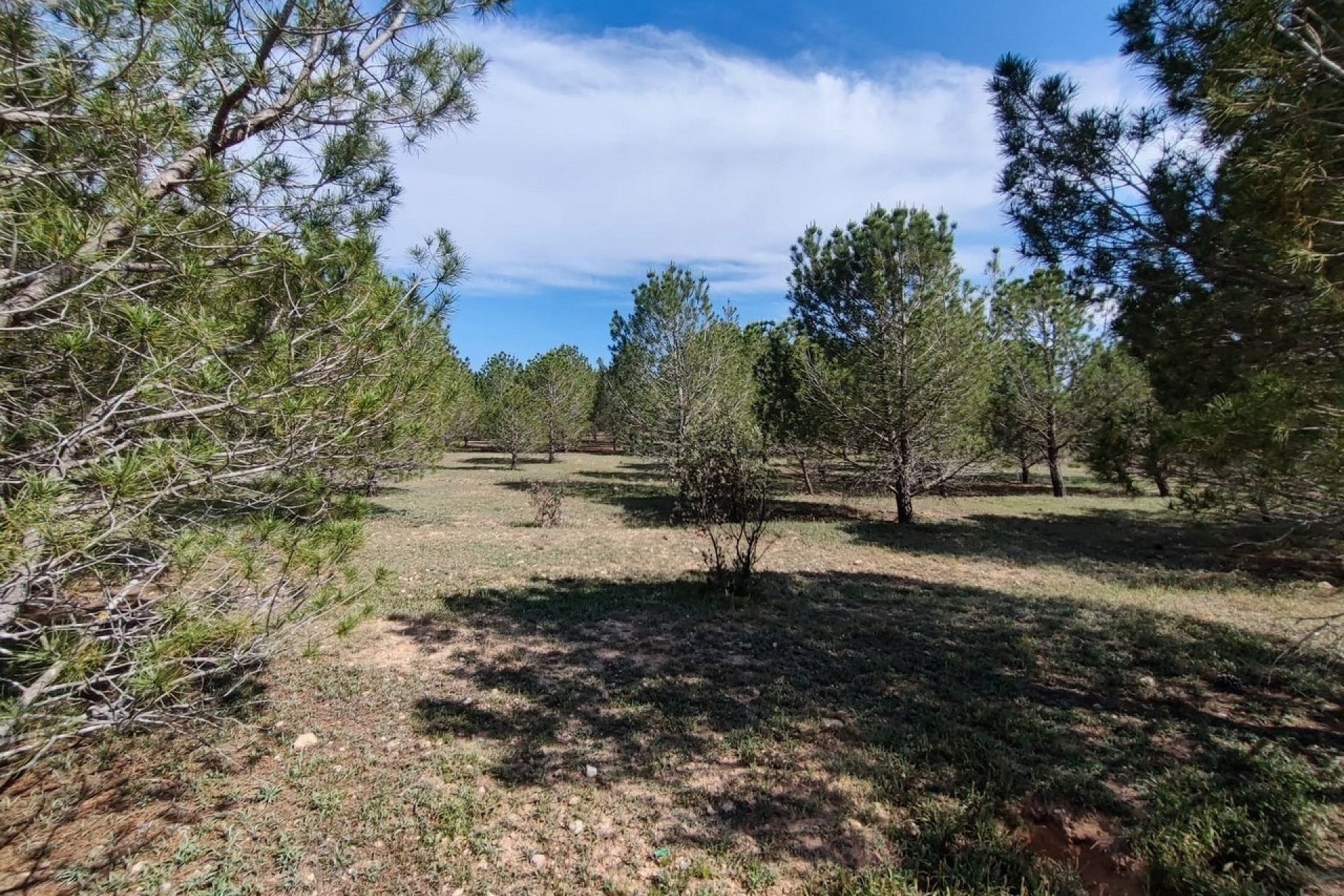 Herverkoop - Finca Landelijk pand -
Yecla
