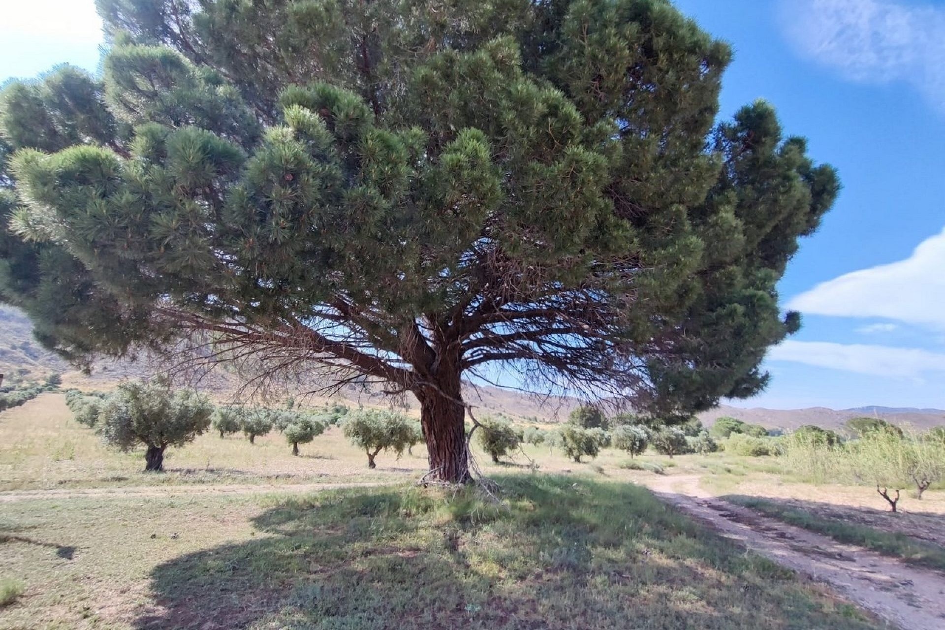 Herverkoop - Finca Landelijk pand -
Yecla