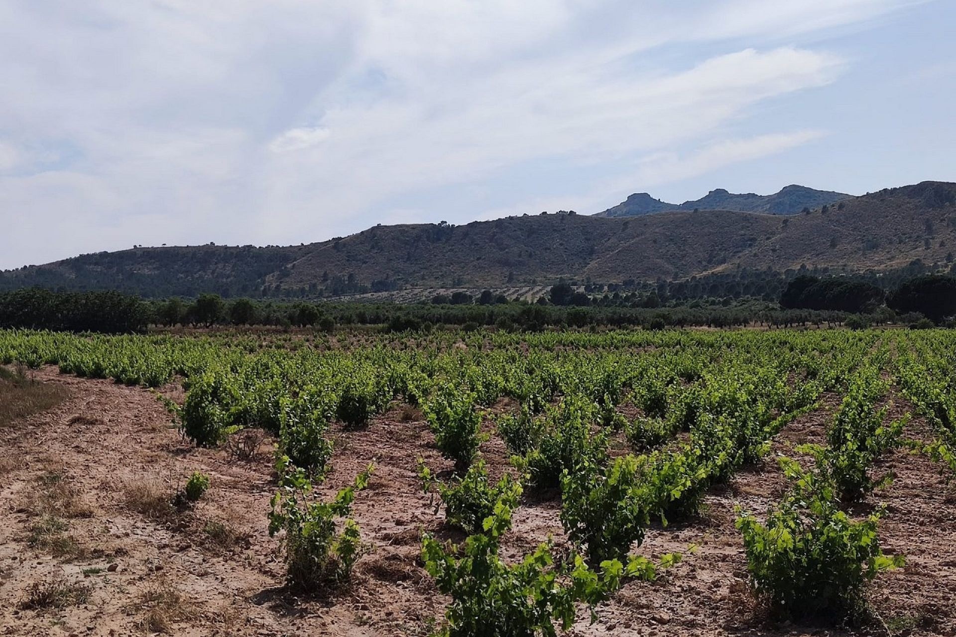 Herverkoop - Finca Landelijk pand -
Yecla