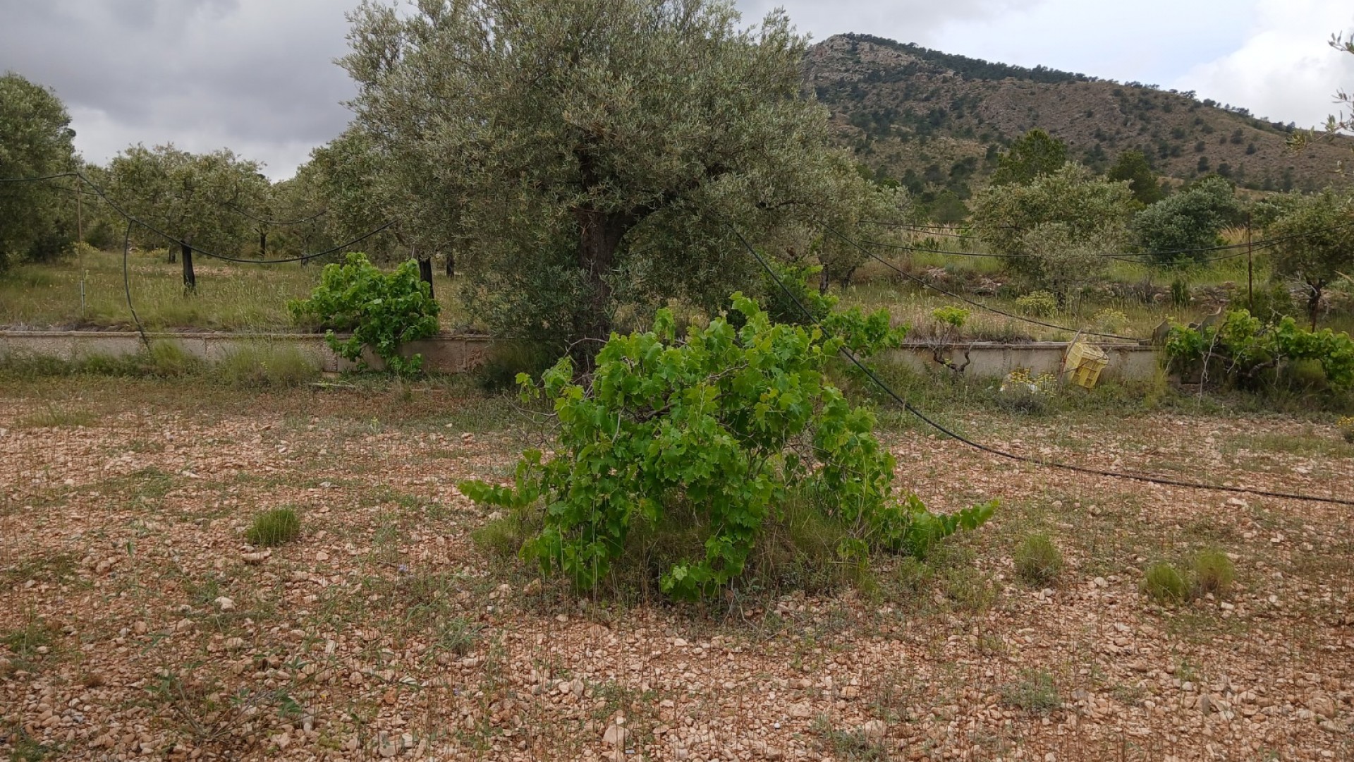 Herverkoop - Finca Landelijk pand -
Yecla