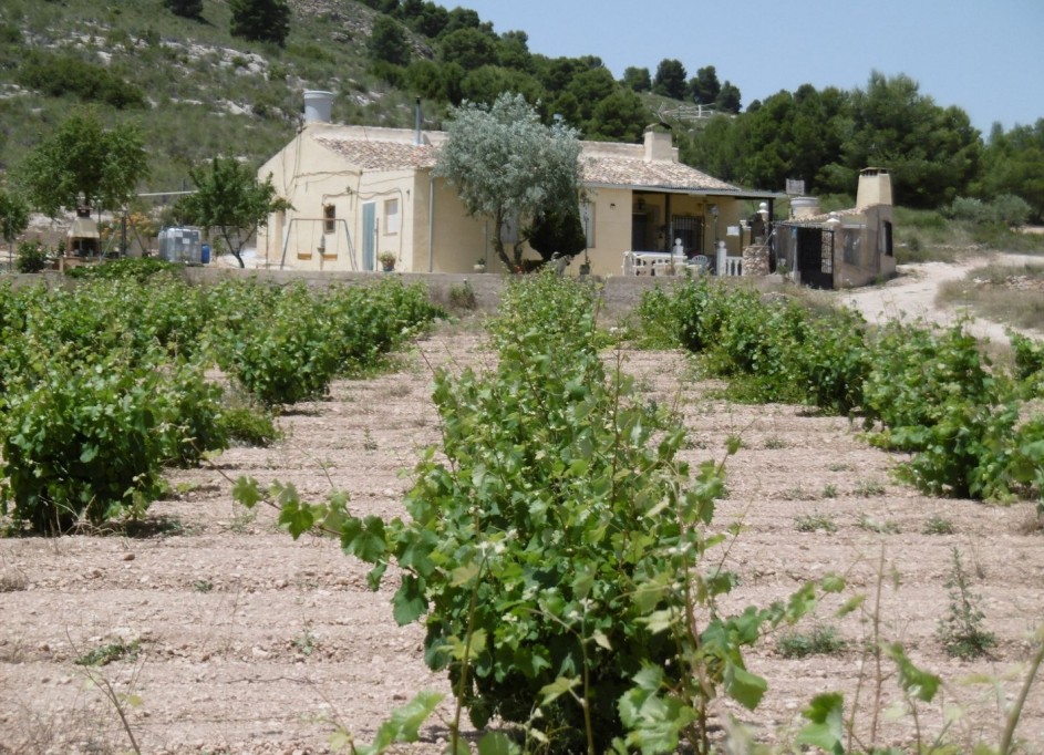 Herverkoop - Finca Landelijk pand -
Yecla