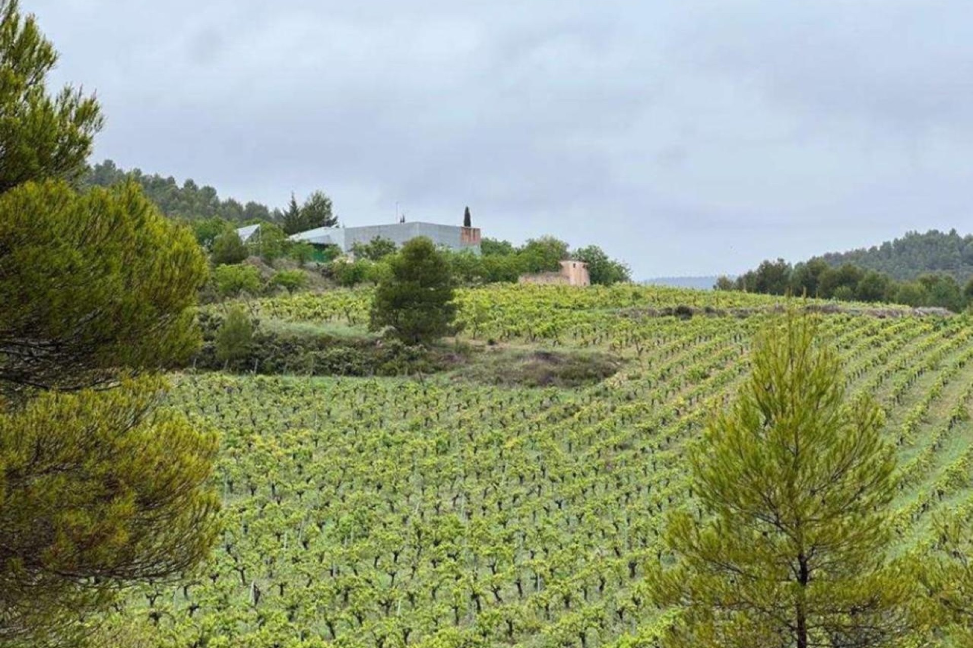Herverkoop - Finca / Landhuis -
Bullas