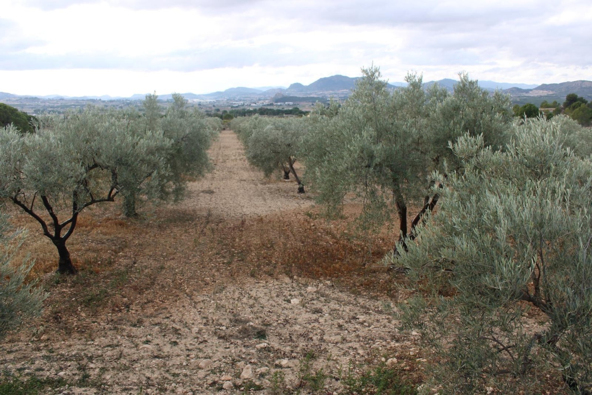 Herverkoop - Finca / Landhuis -
Sax