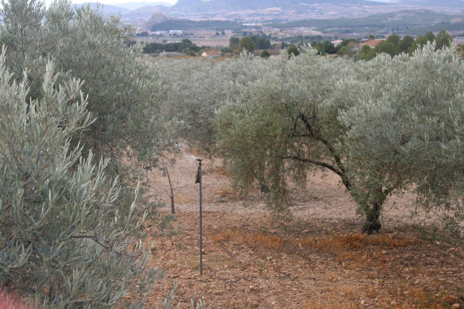 Herverkoop - Finca / Landhuis -
Sax