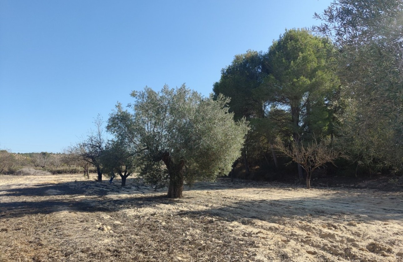 Herverkoop - Finca / Landhuis -
Torremendo