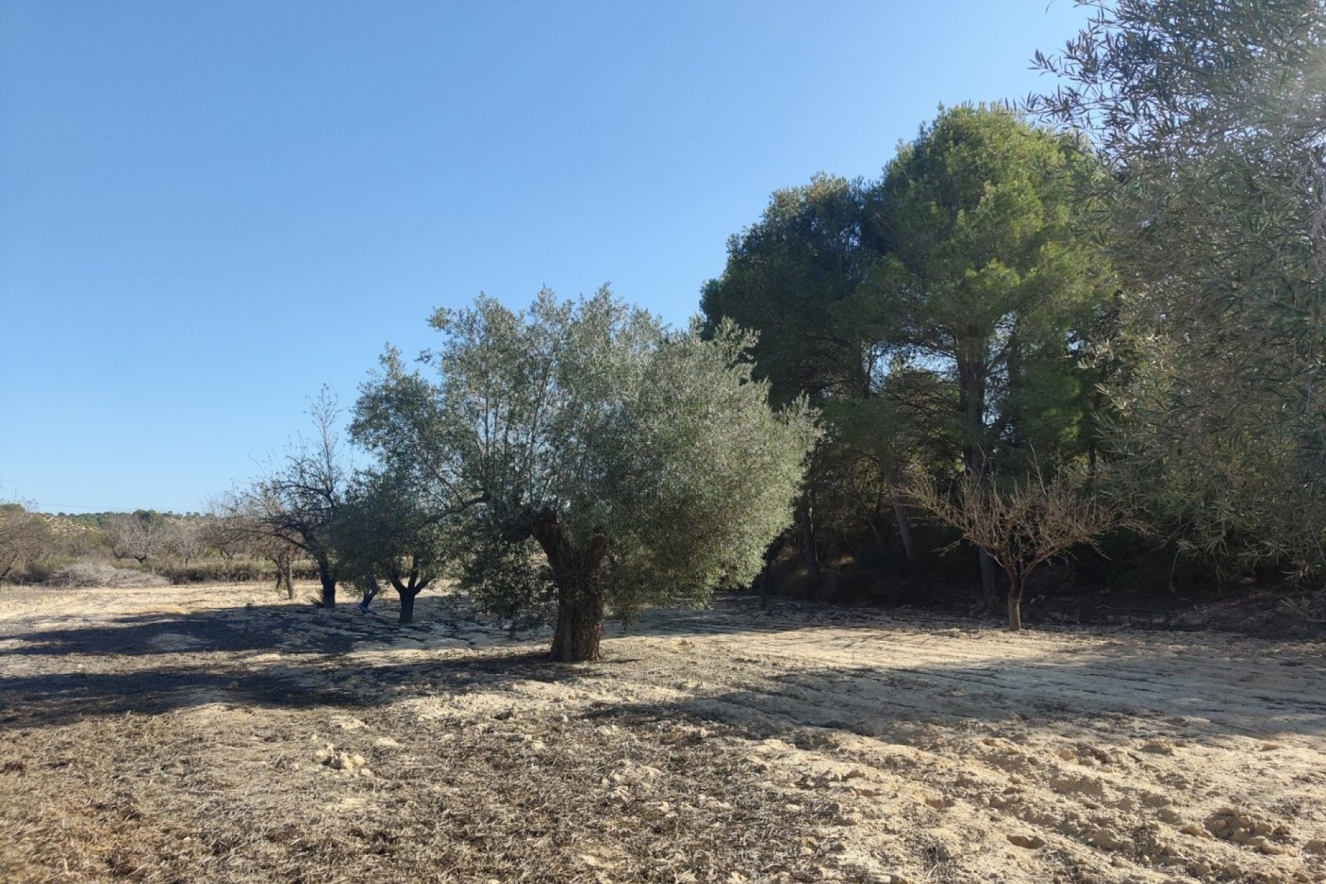 Herverkoop - Finca / Landhuis -
Torremendo