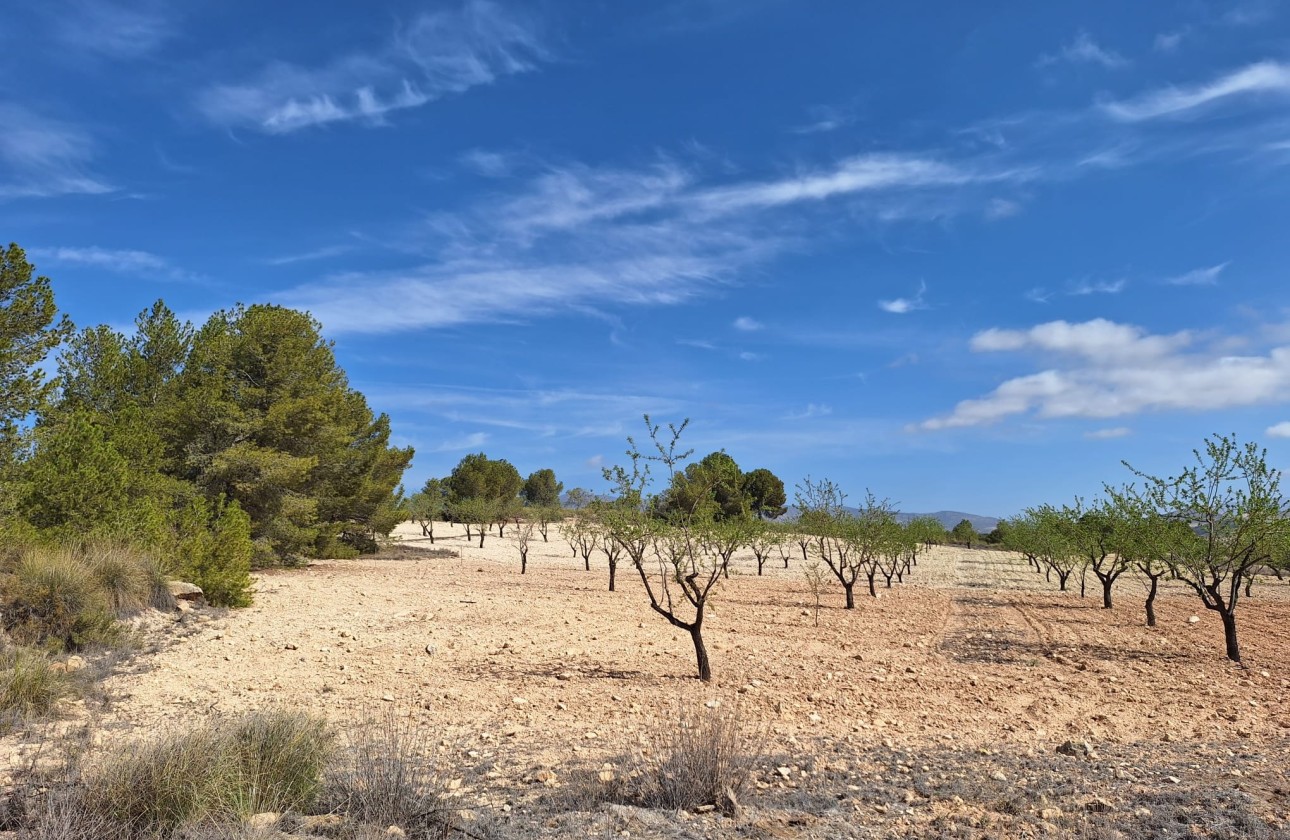 Herverkoop - Grond -
La Zarza