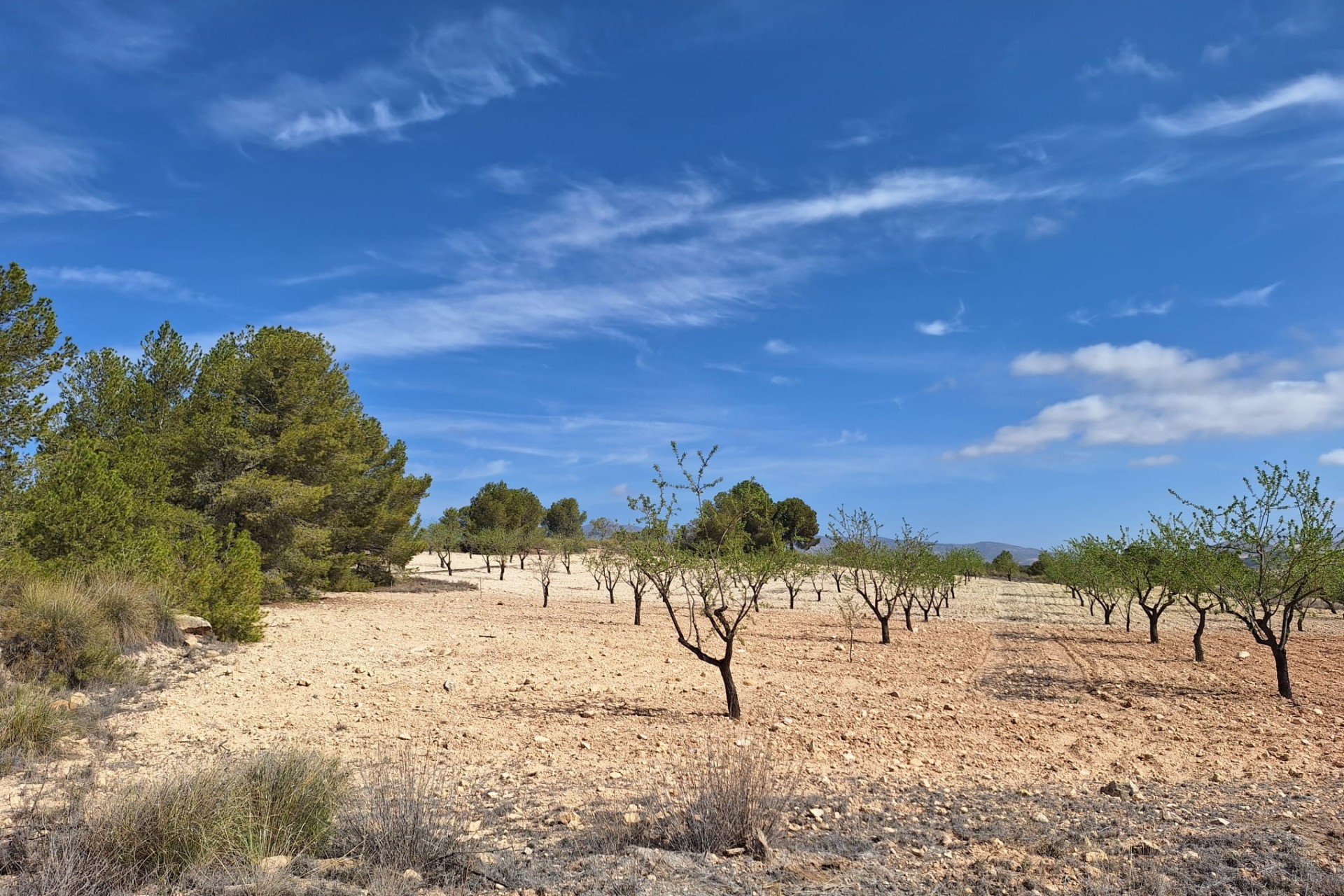 Herverkoop - Grond -
La Zarza