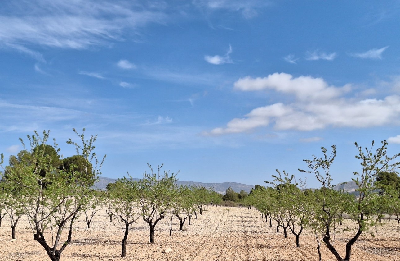Herverkoop - Grond -
La Zarza