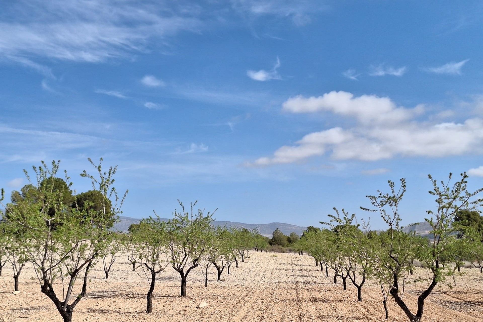 Herverkoop - Grond -
La Zarza