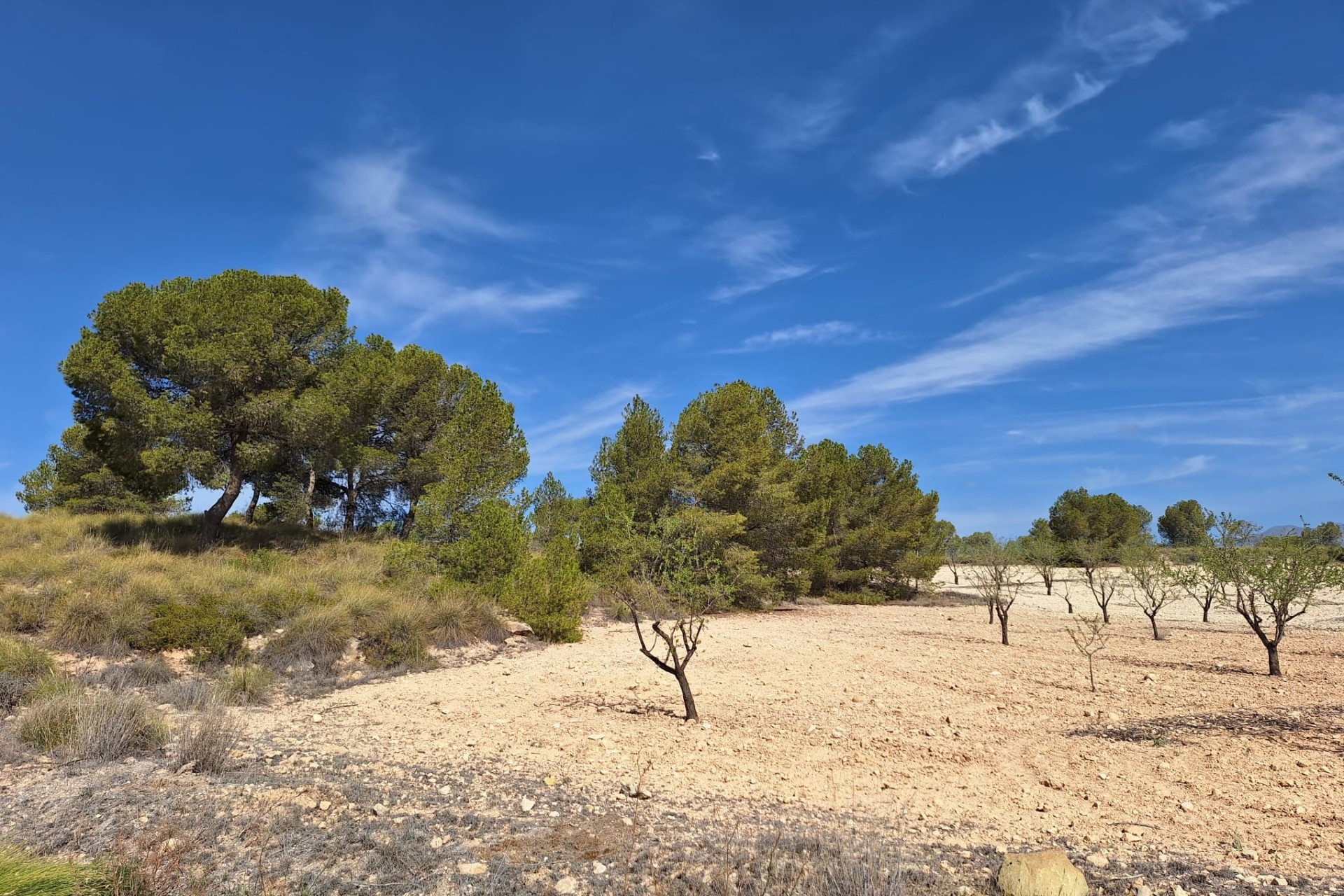 Herverkoop - Grond -
La Zarza