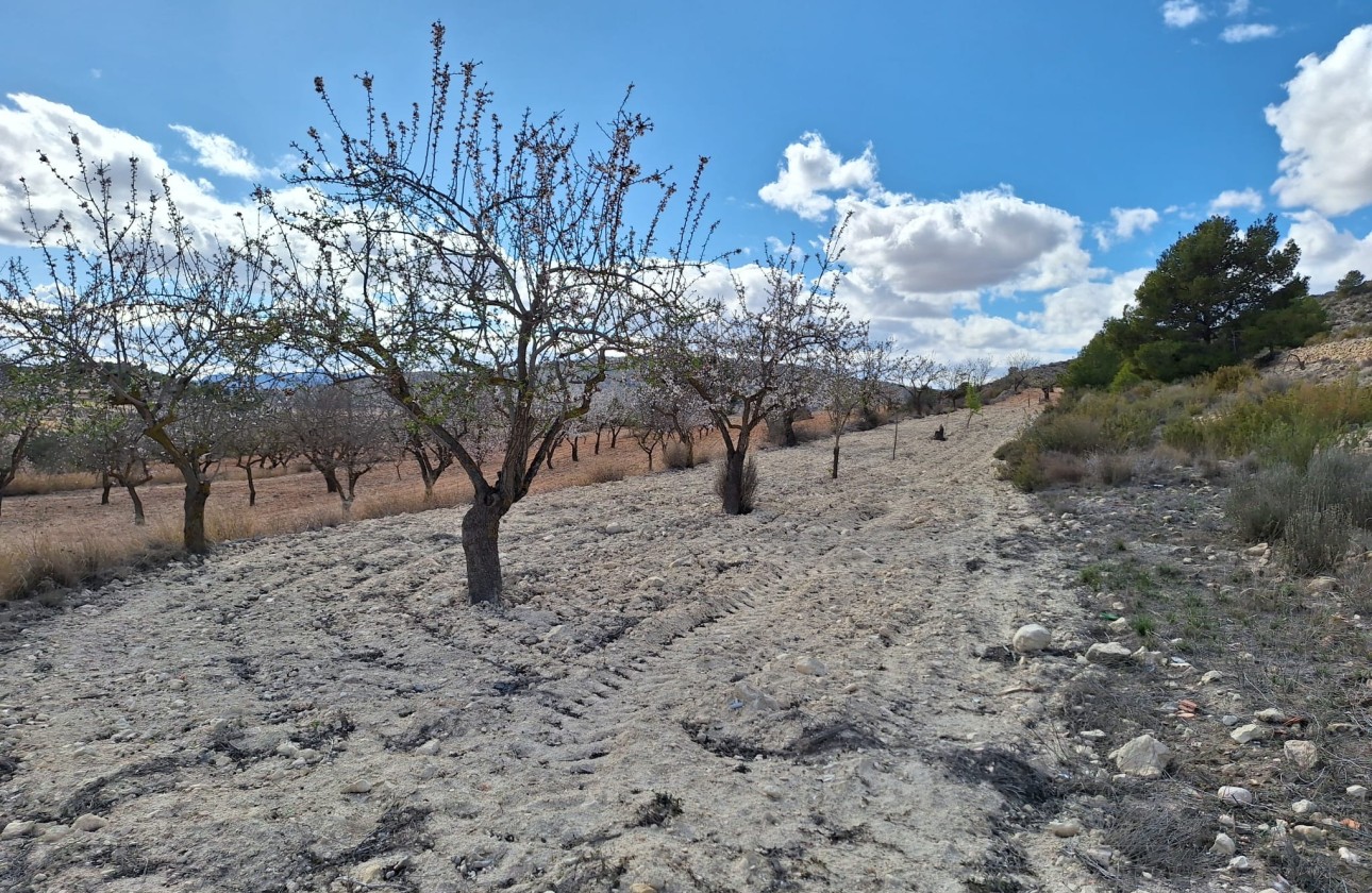Herverkoop - Grond -
Pinoso