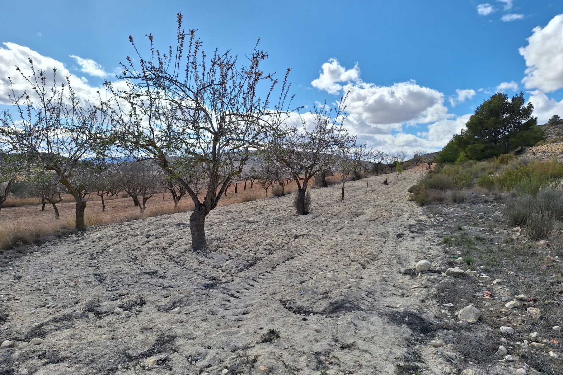 Herverkoop - Grond -
Pinoso