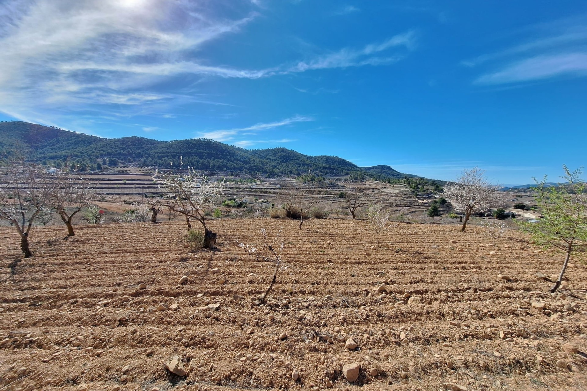 Herverkoop - Grond -
Pinoso