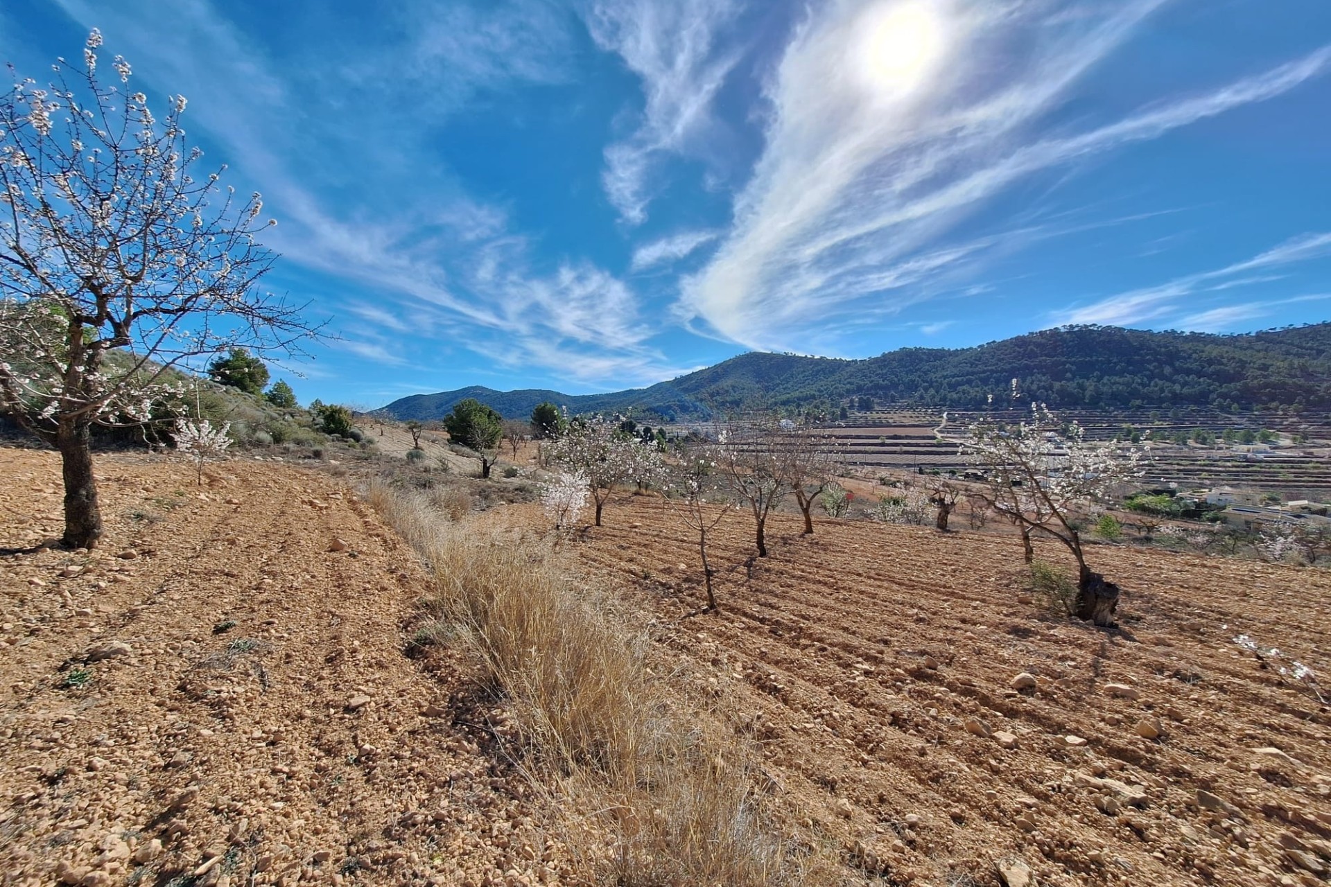 Herverkoop - Grond -
Pinoso