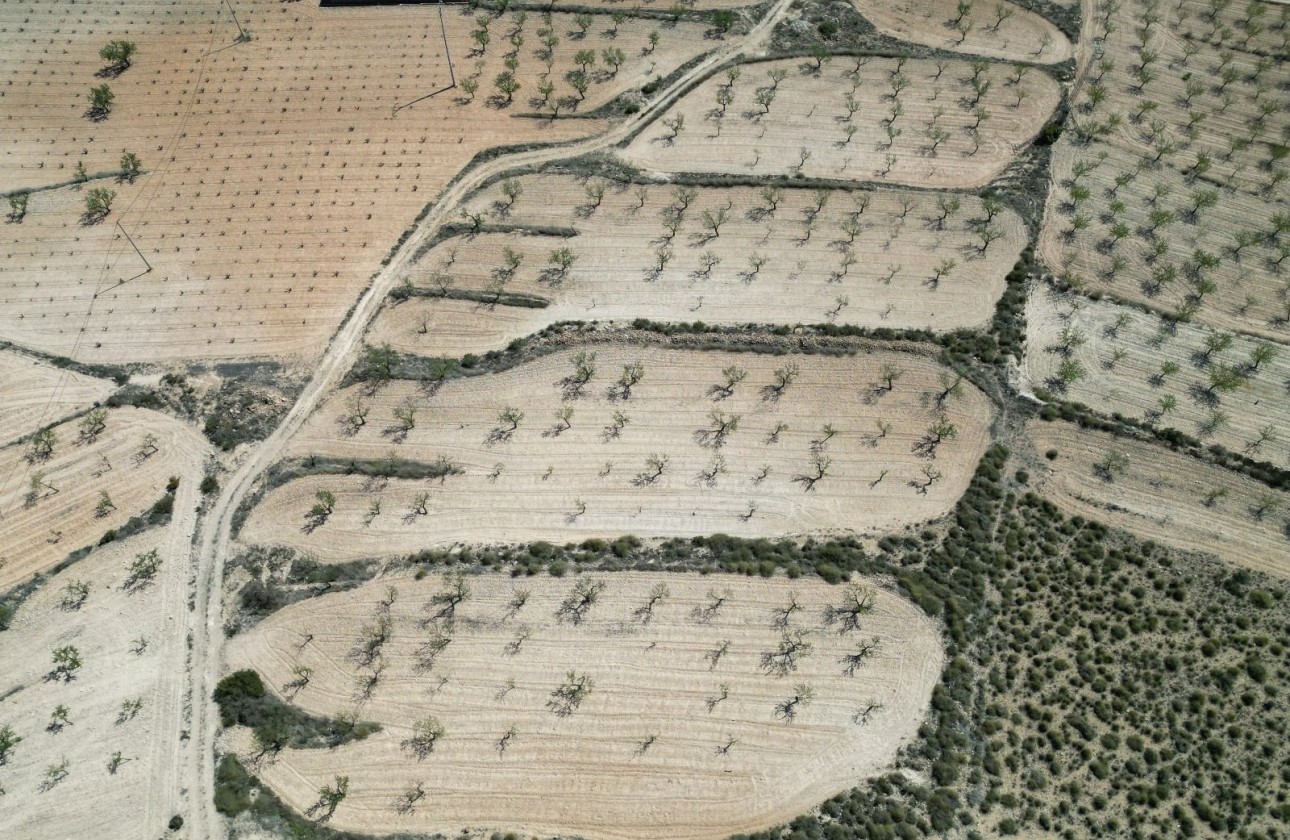 Herverkoop - Grond -
Pinoso