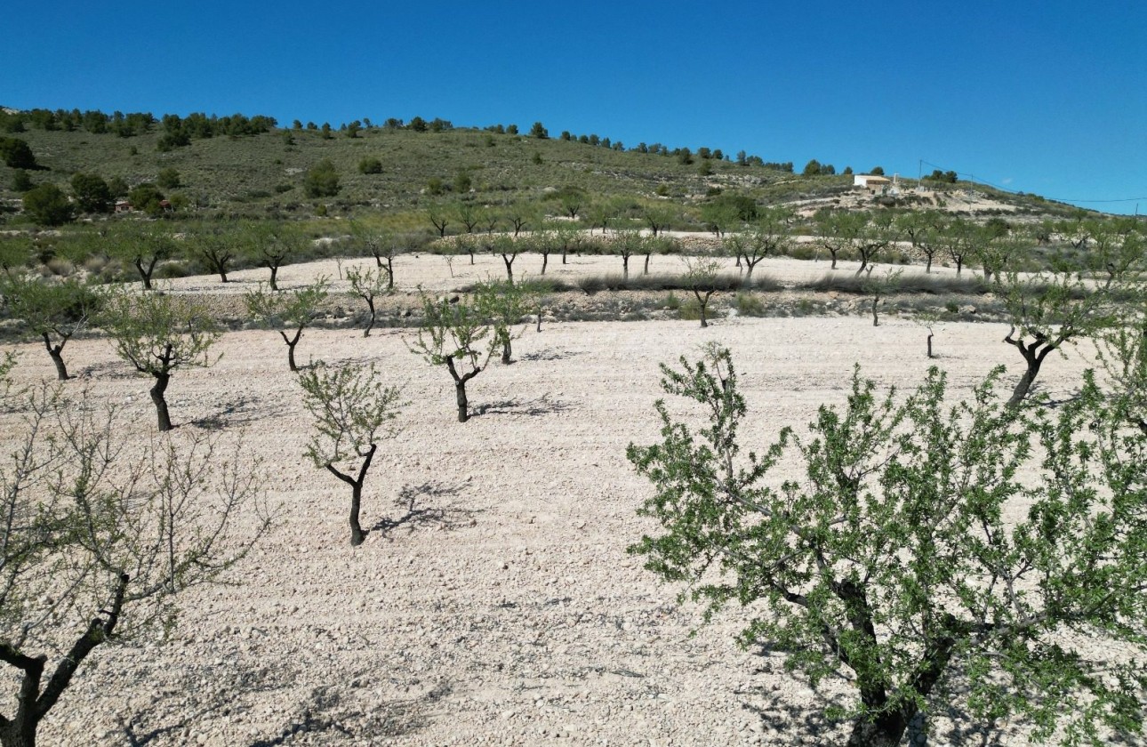 Herverkoop - Grond -
Pinoso
