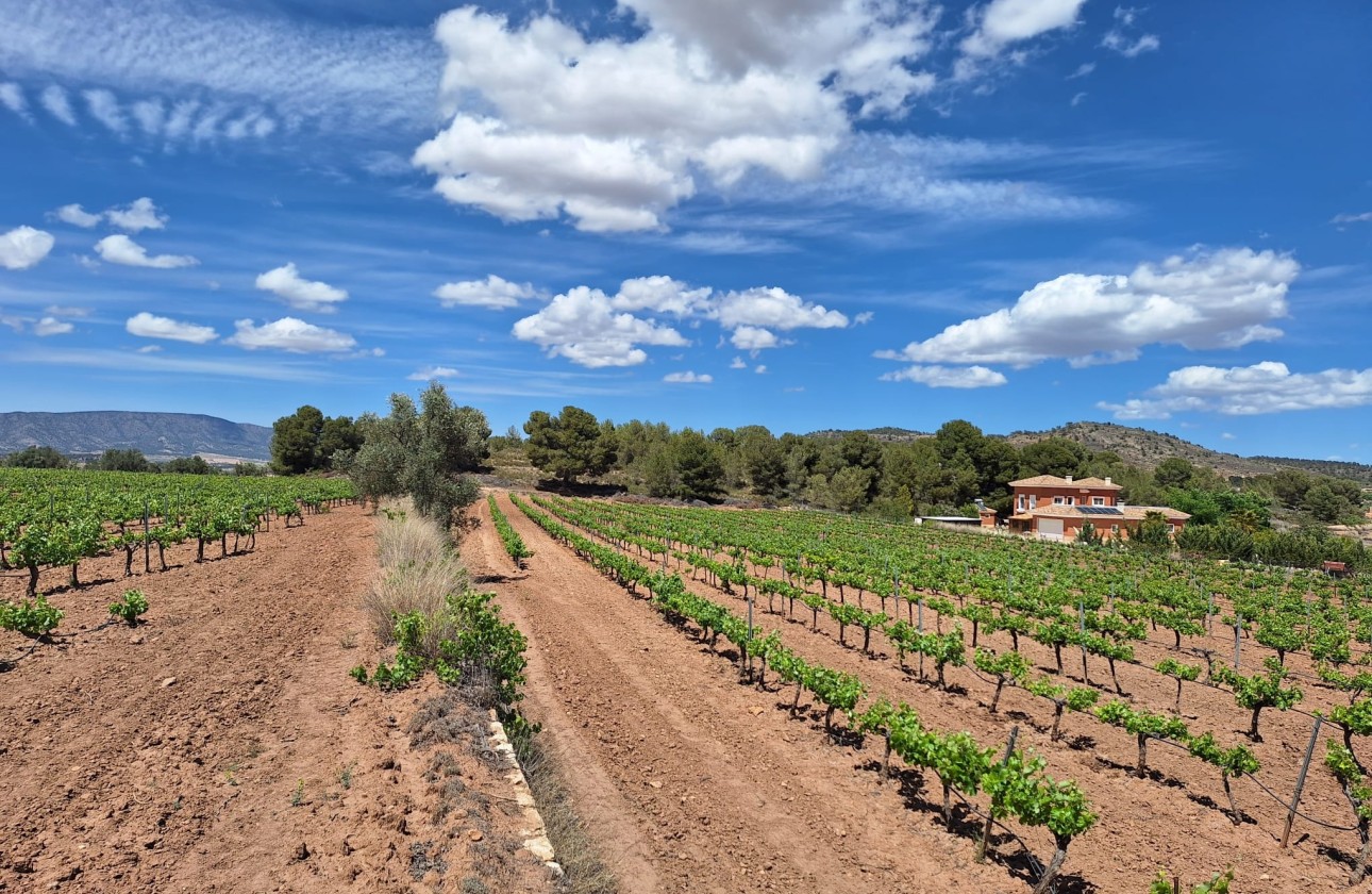 Herverkoop - Grond -
Pinoso