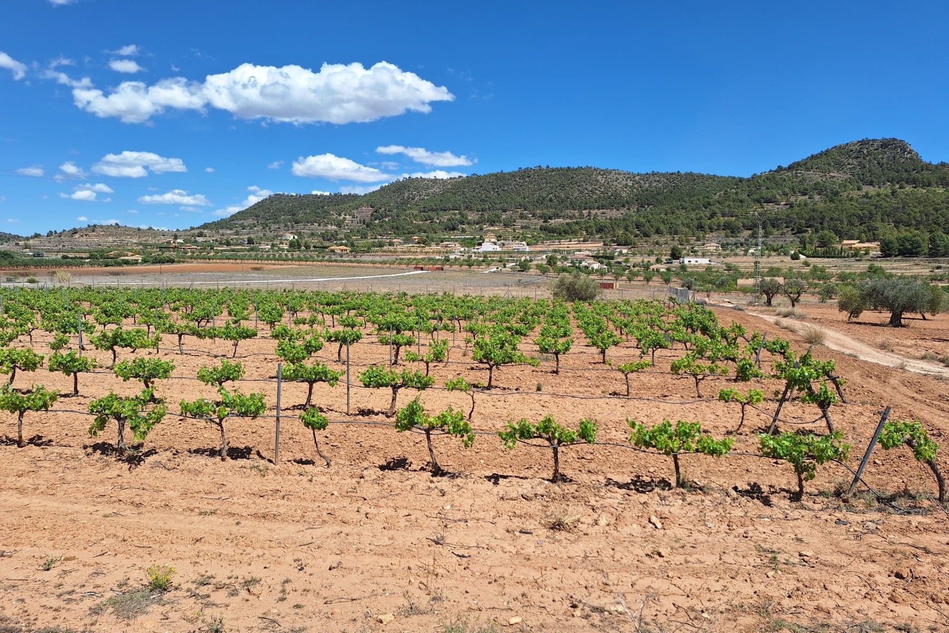 Herverkoop - Grond -
Pinoso