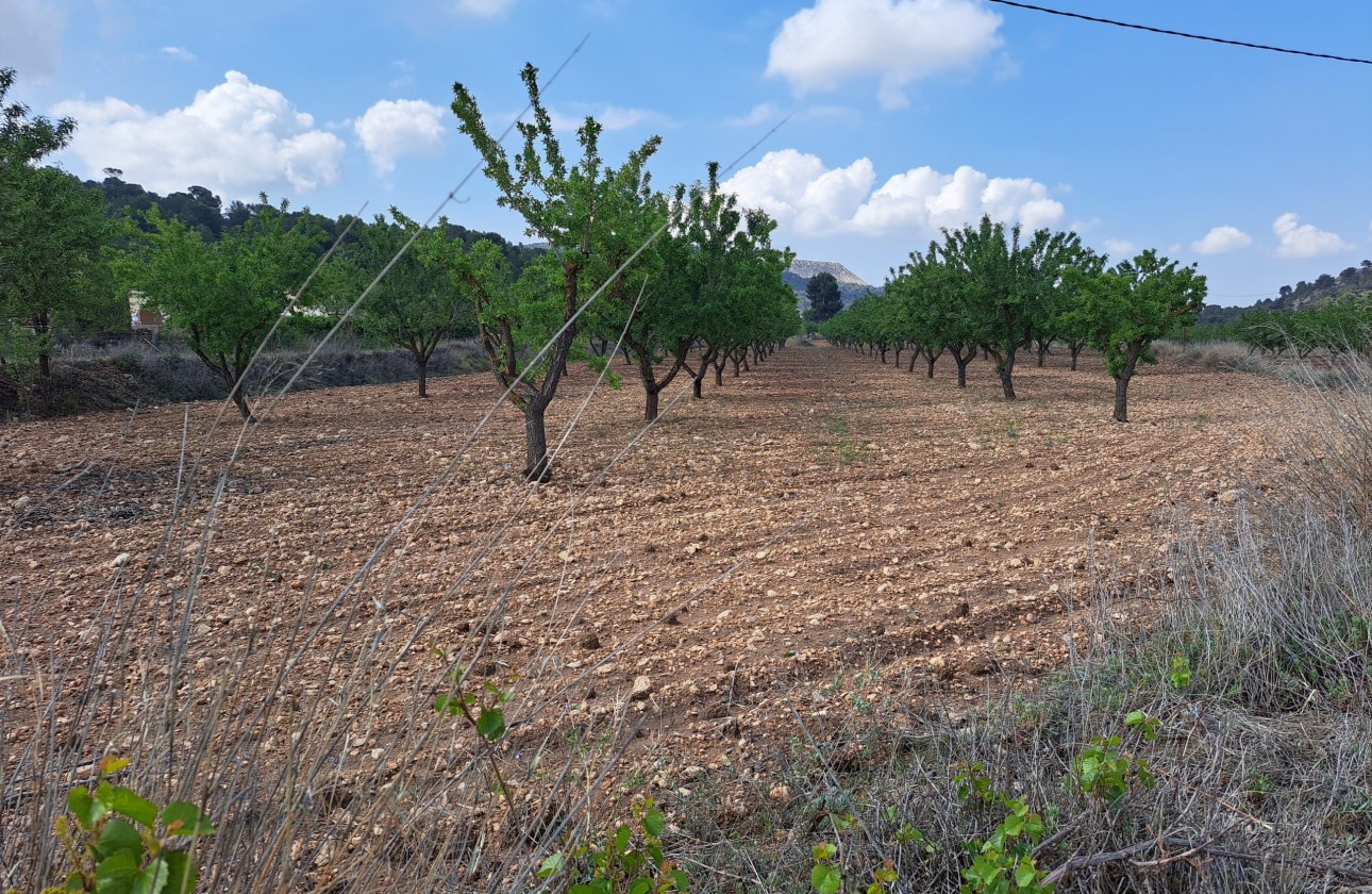Herverkoop - Grond -
Pinoso