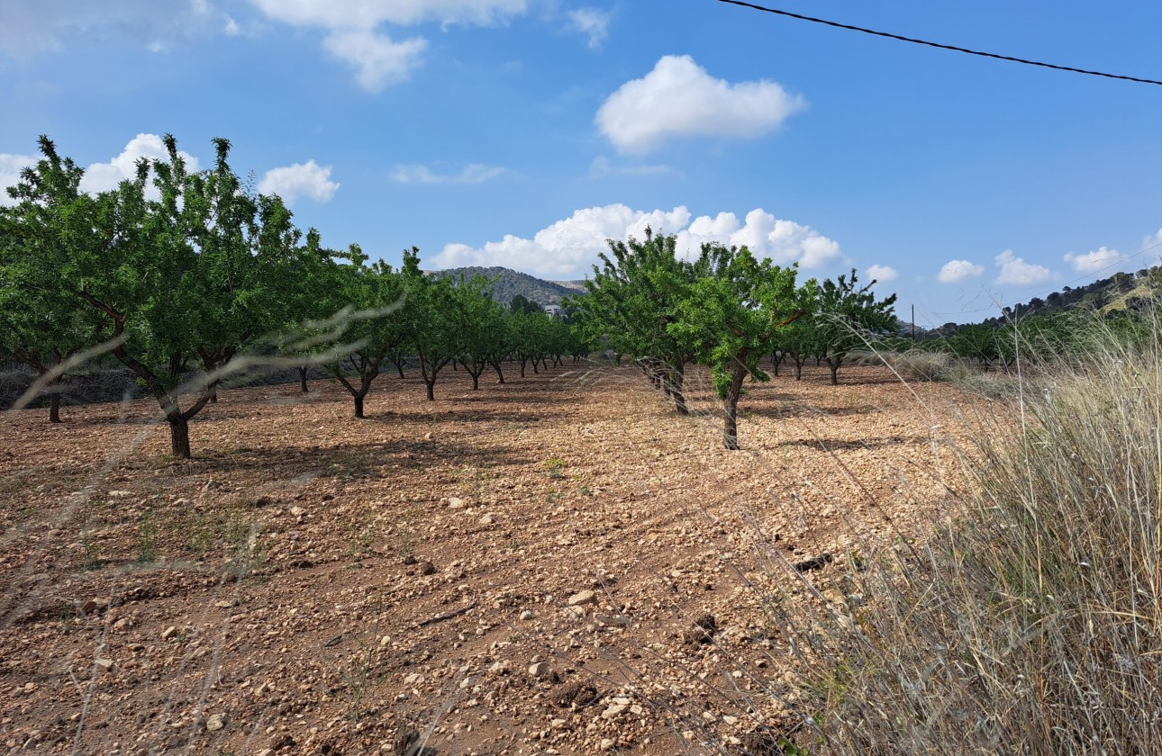 Herverkoop - Grond -
Pinoso