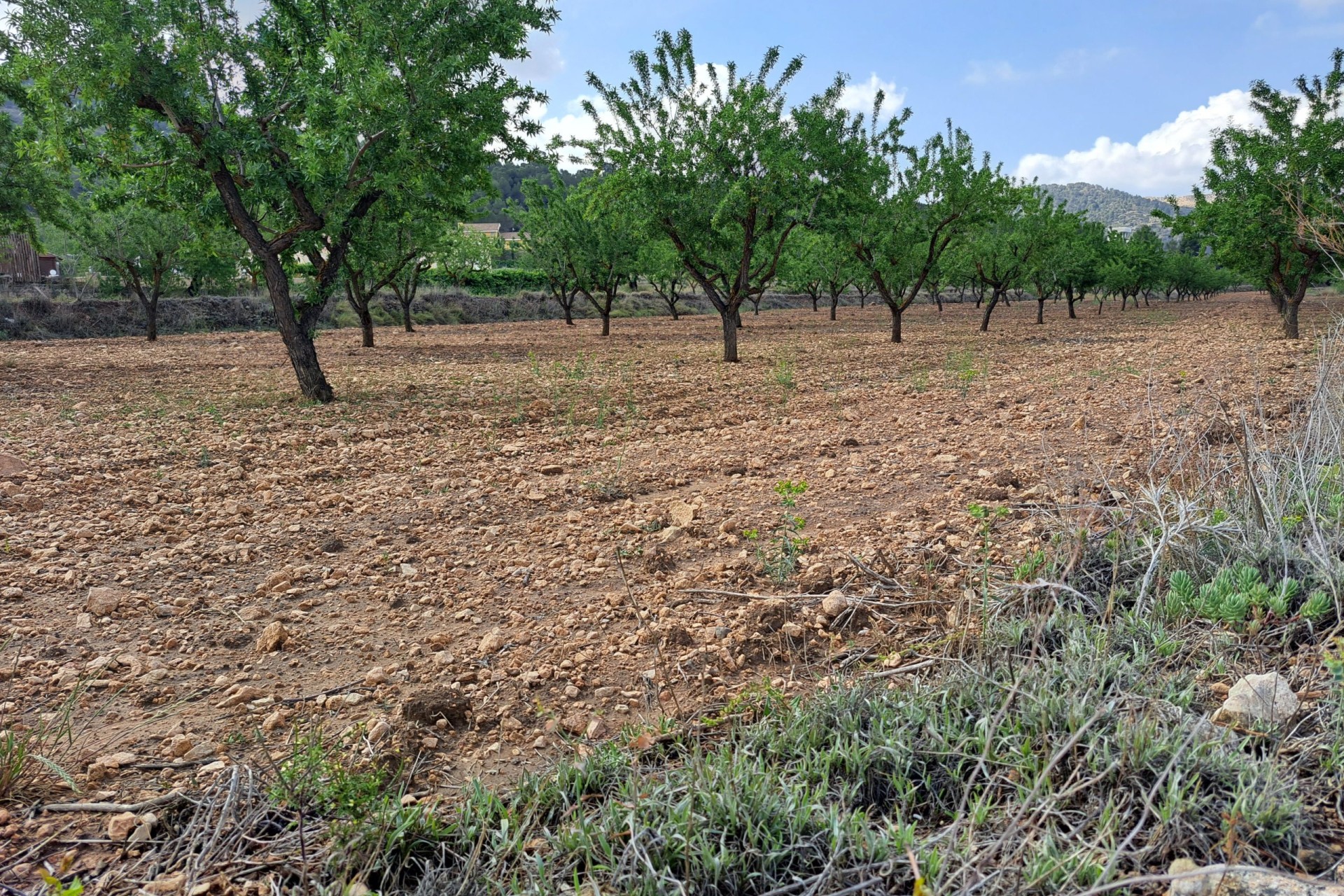 Herverkoop - Grond -
Pinoso