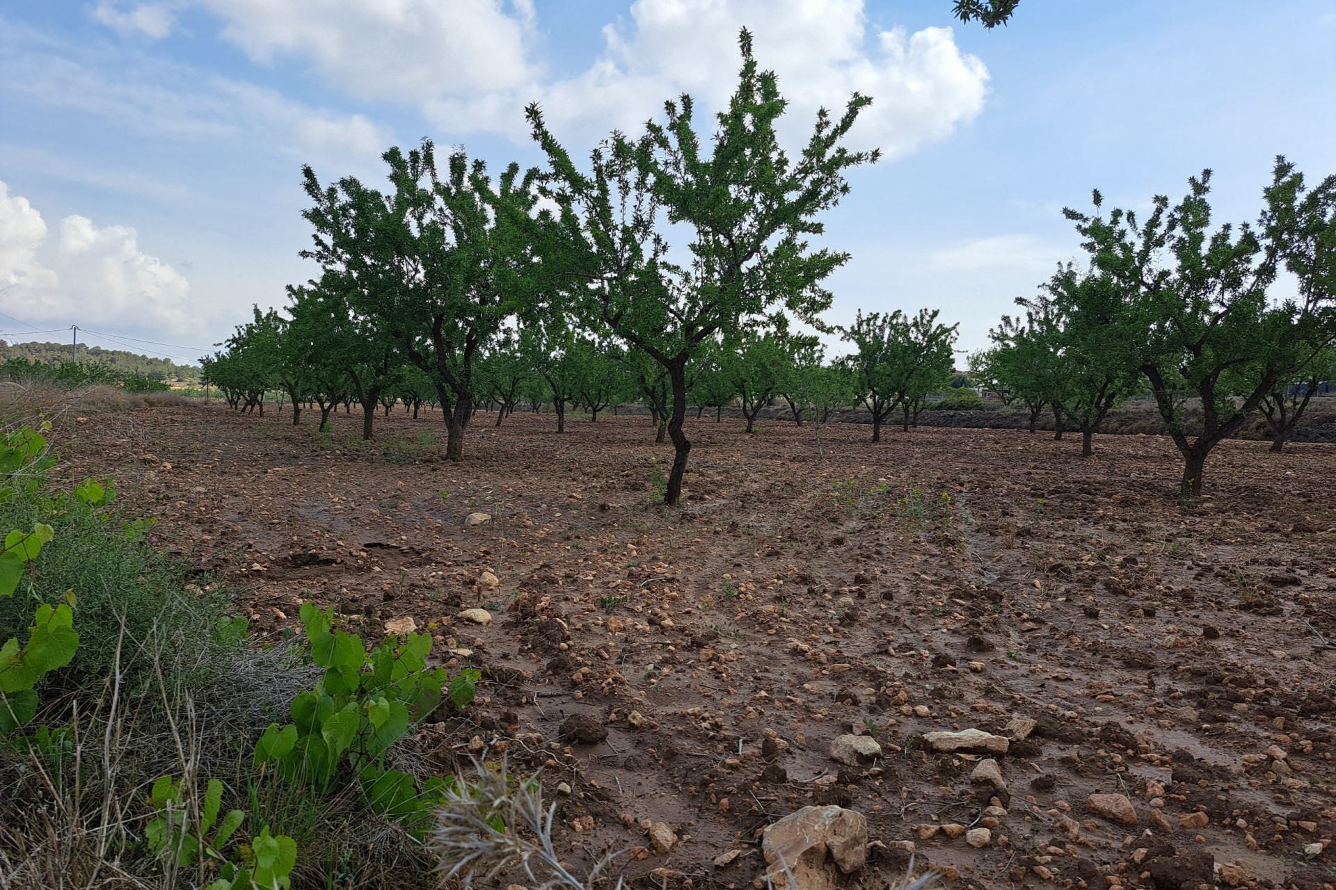Herverkoop - Grond -
Pinoso