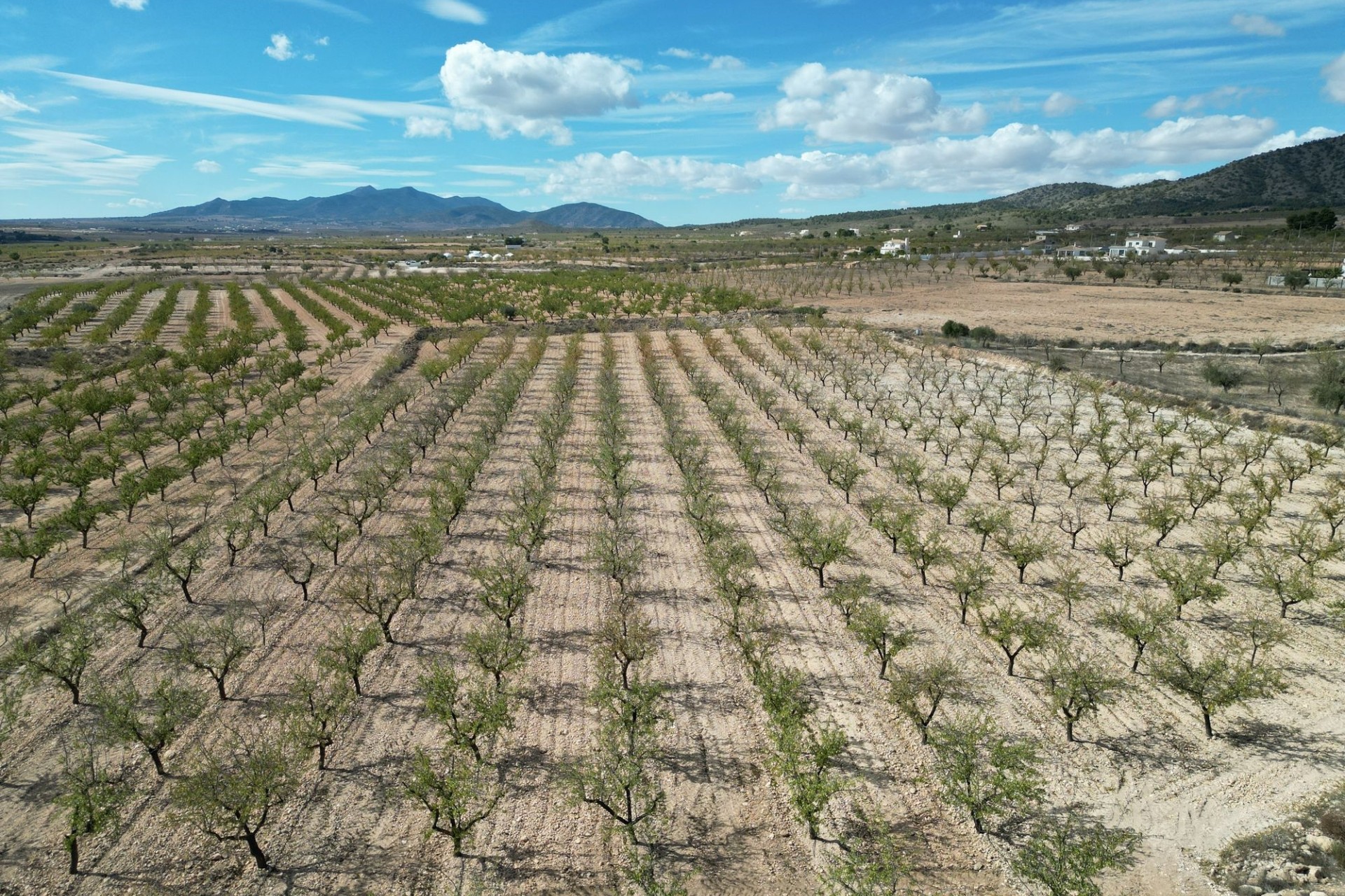 Herverkoop - Grond -
Pinoso