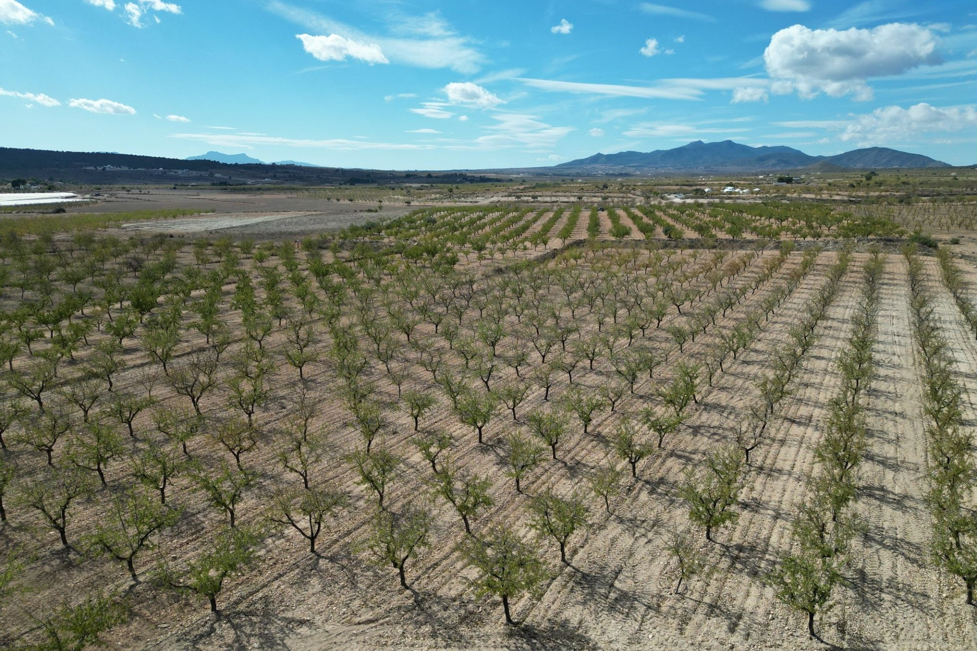 Herverkoop - Grond -
Pinoso